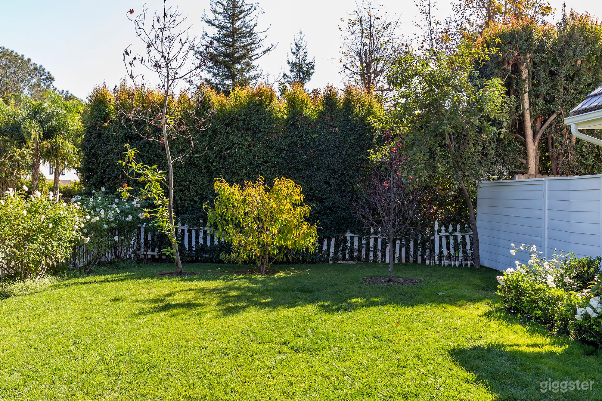 White Rose Americana Photo 4