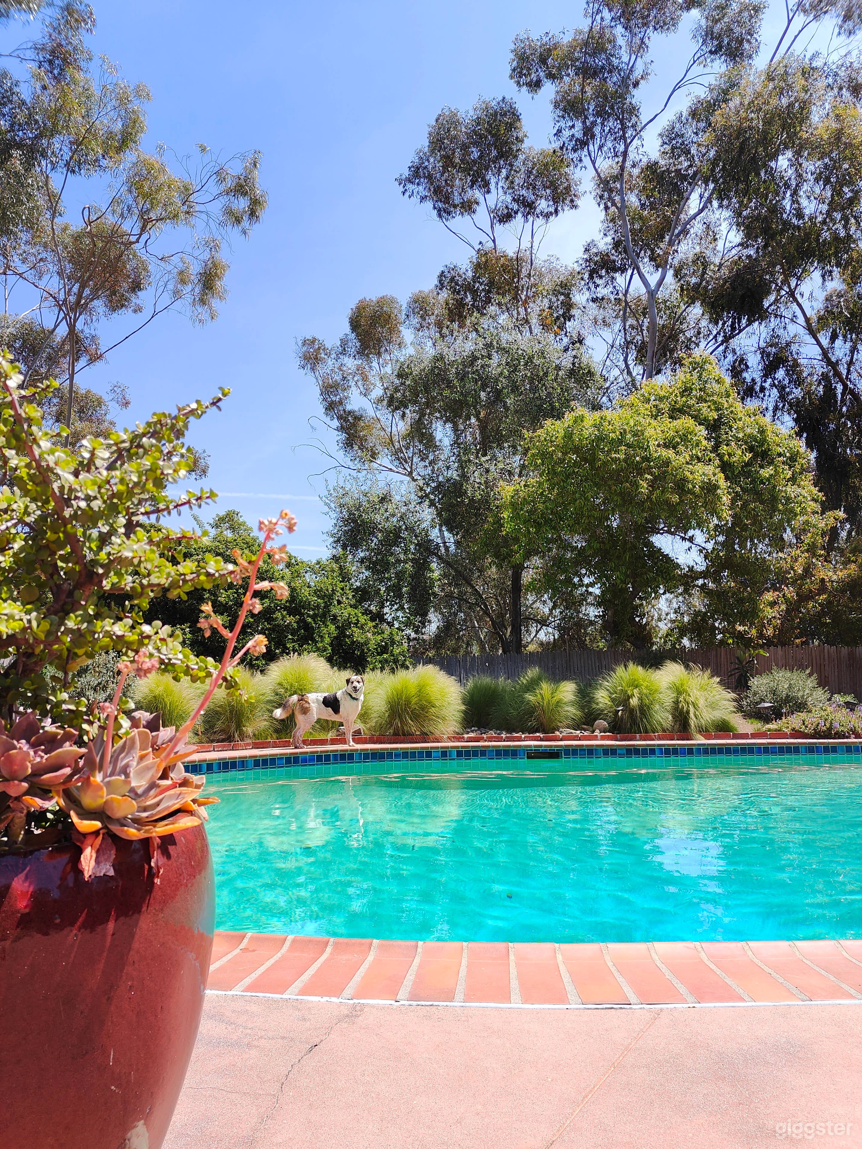 Eucalyptus from every angle, layers of green landscaping.