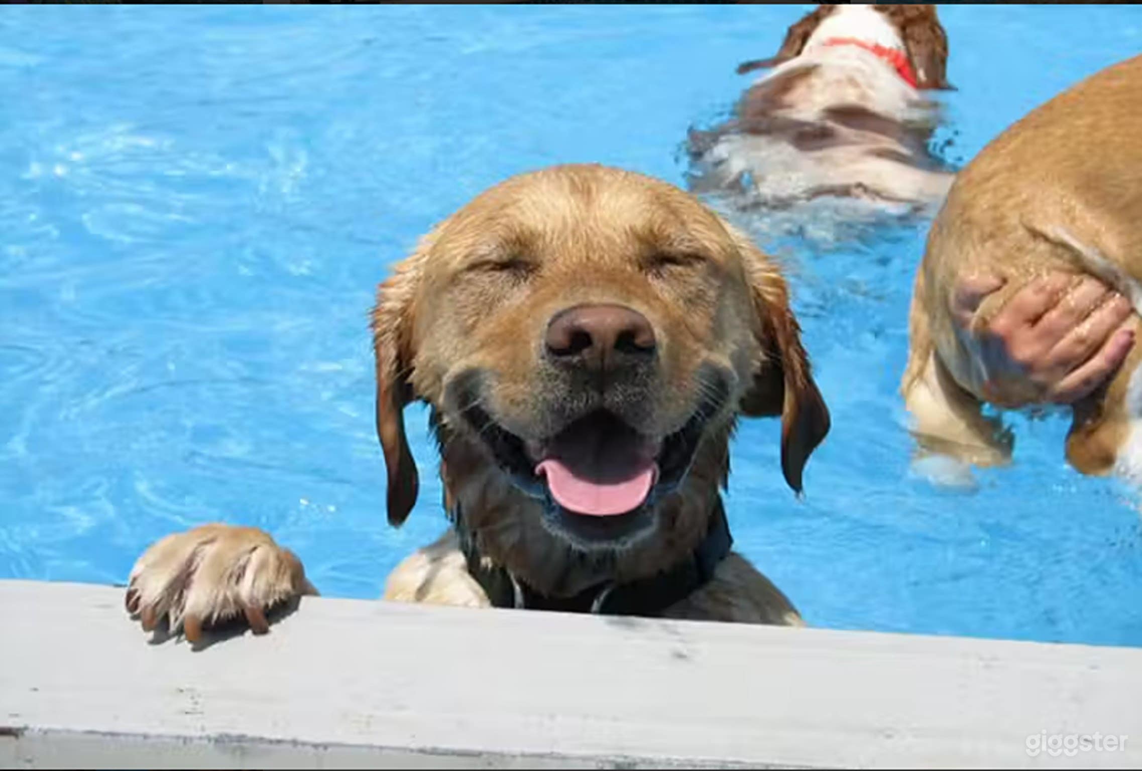 Pool, Tail-Wagging Retreat for Your Fur Babies Photo 3