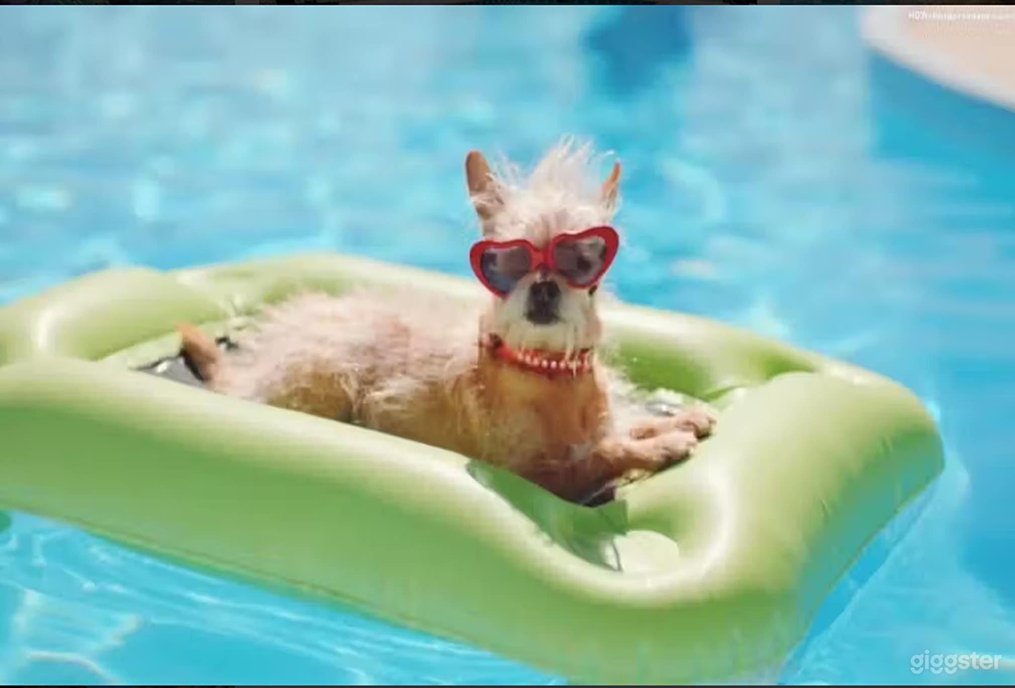 Pool, Tail-Wagging Retreat for Your Fur Babies Photo 4