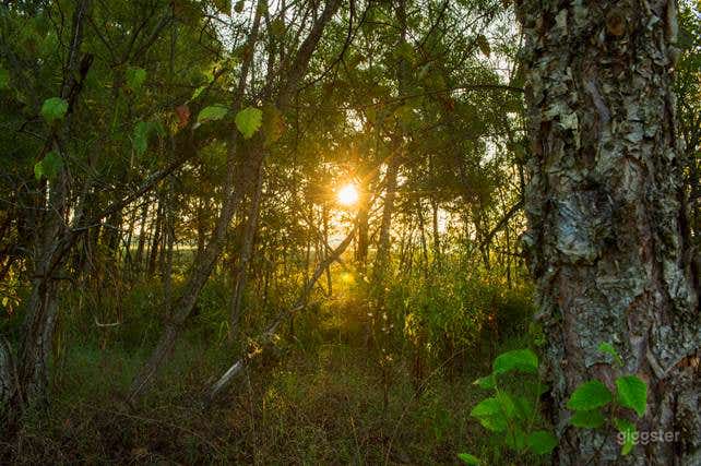 Plant in Floyd County Photo 2