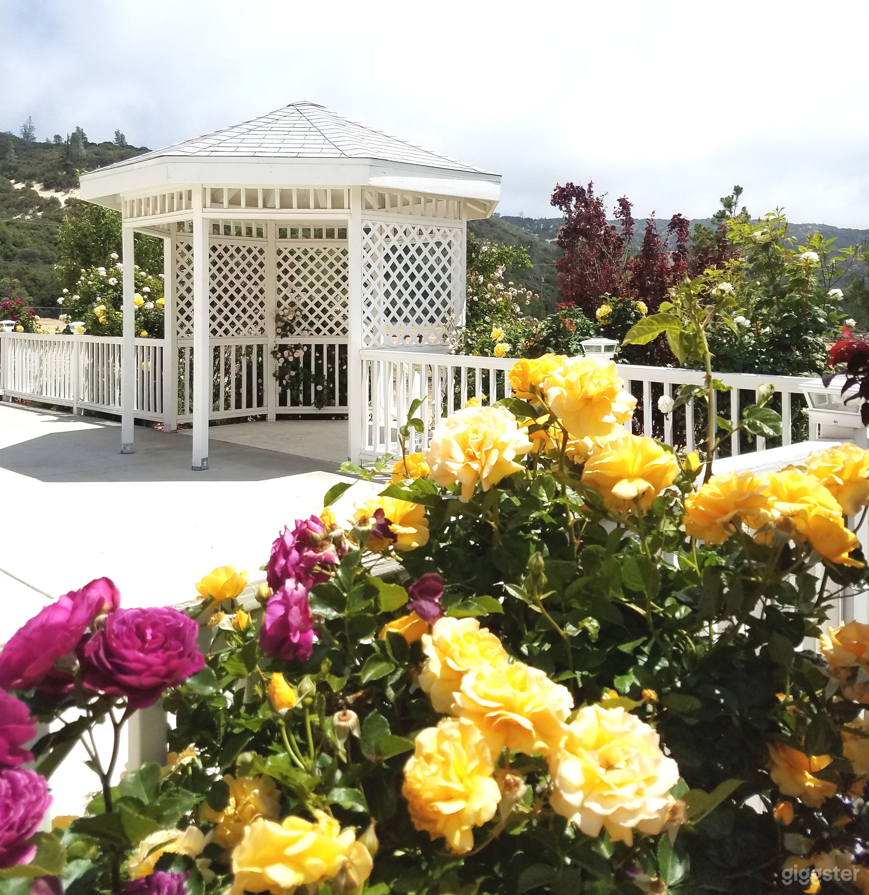 Roses in bloom around Gazebo.