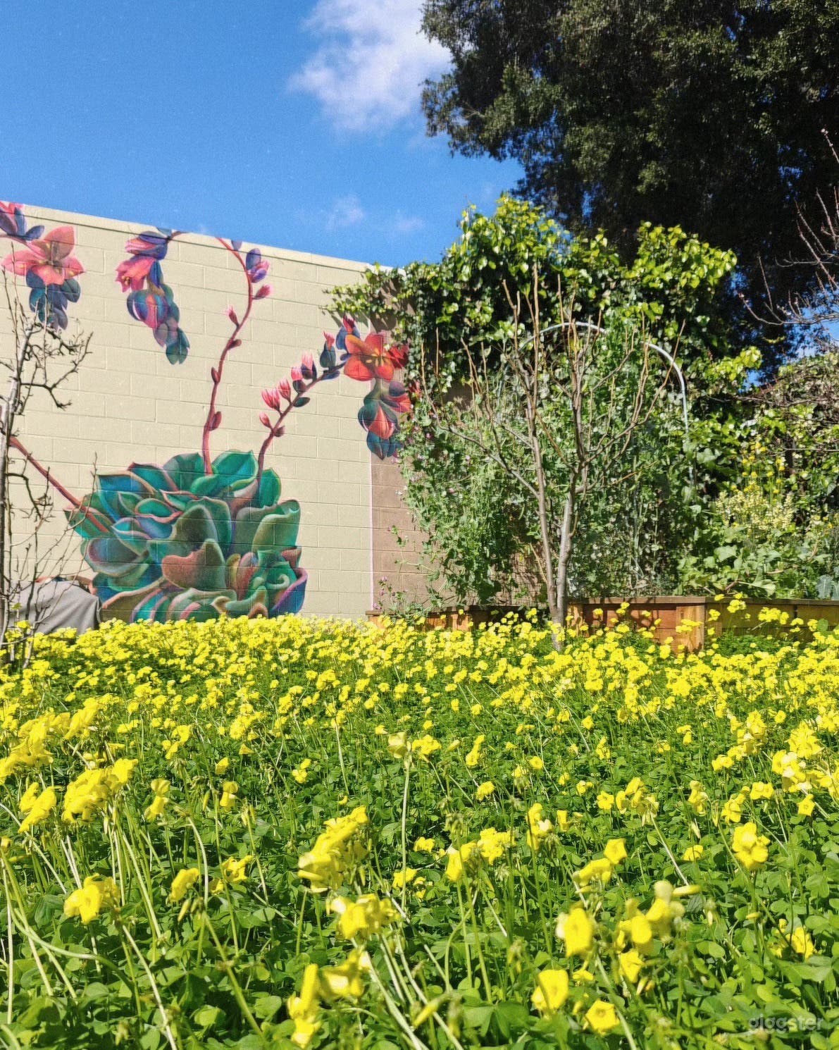 Lovely Large Orchard (Outdoor Space) Photo 4