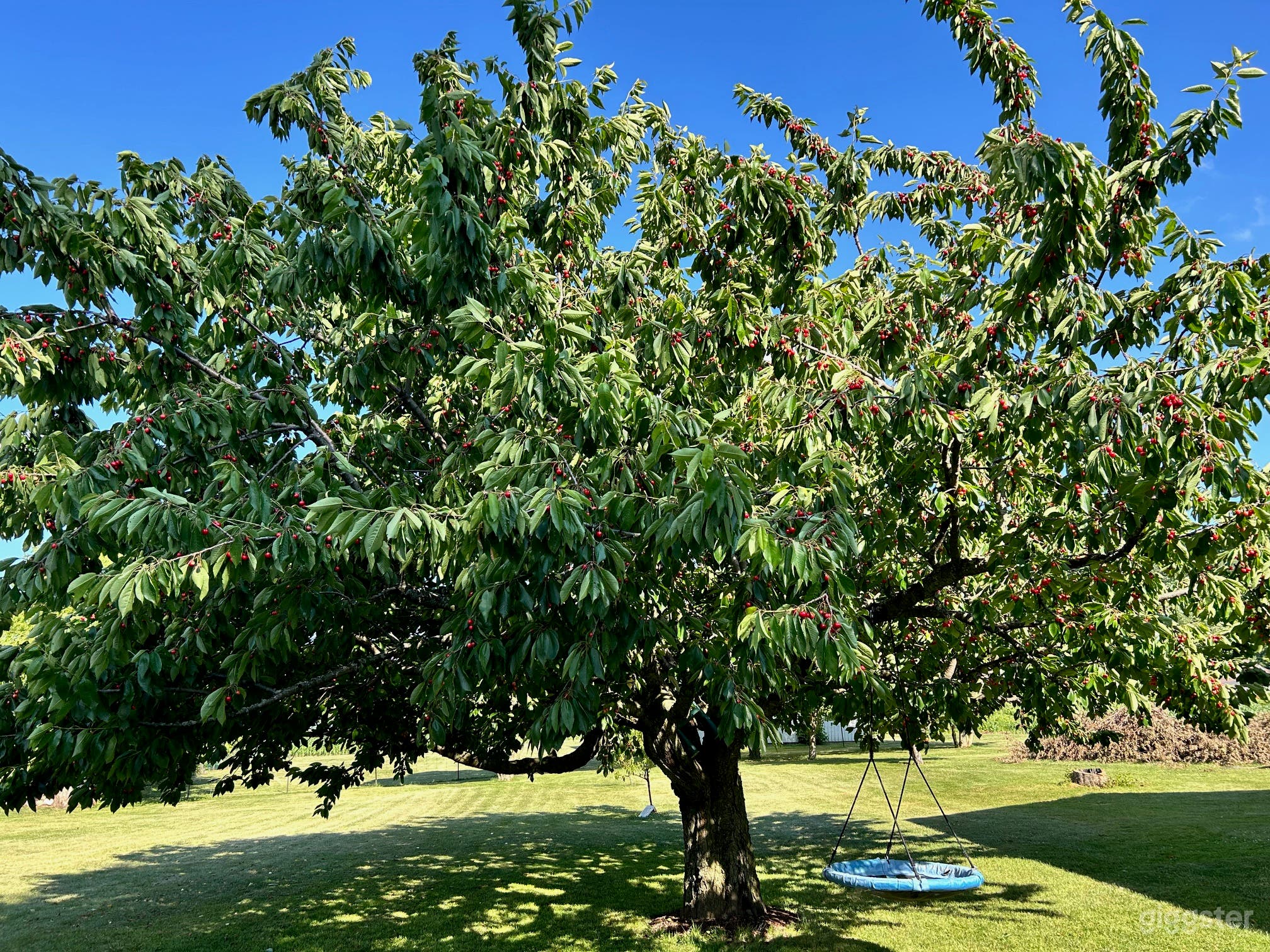 1-Acre Backyard with Treehouse, Pond &amp; Open Field Photo 3