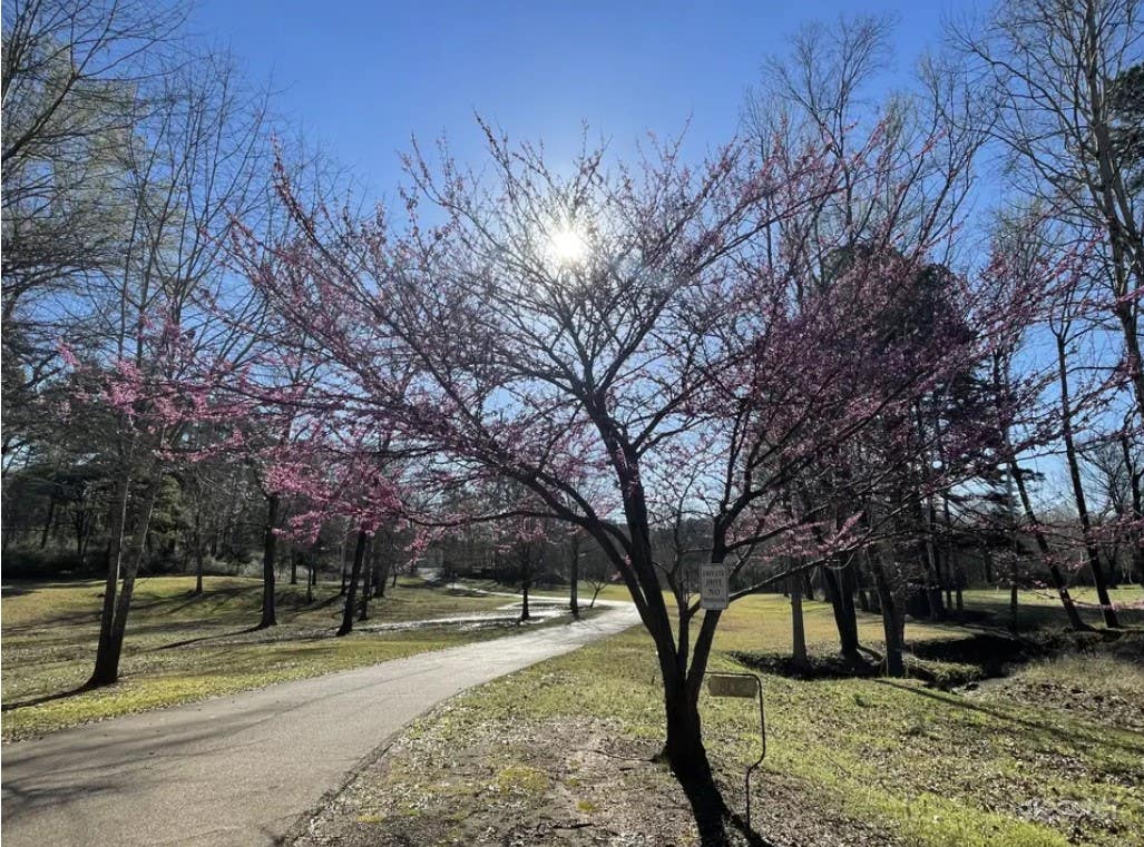 Charming and Elegant Mansion in Atlanta (Buyout) Photo 3