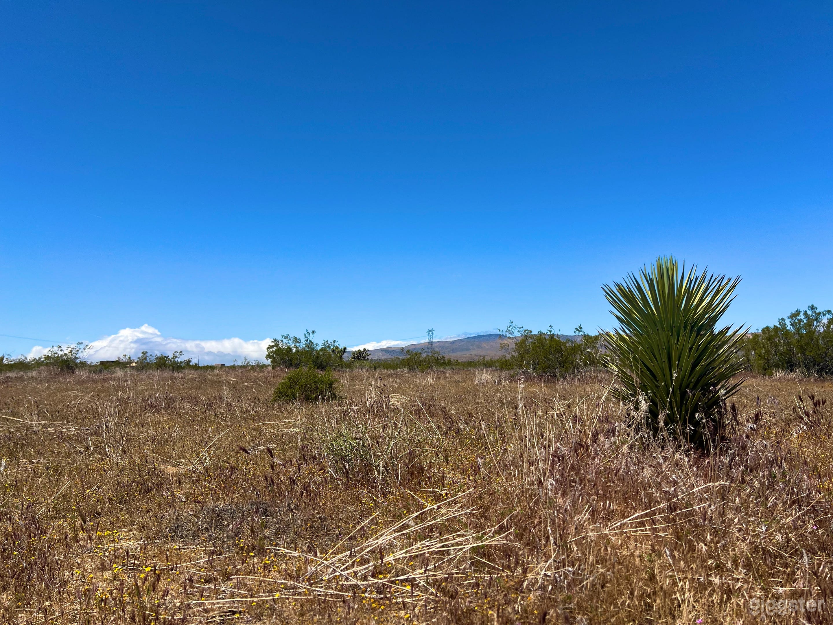 High Desert Open Field with Joshua Trees and Views Photo 1