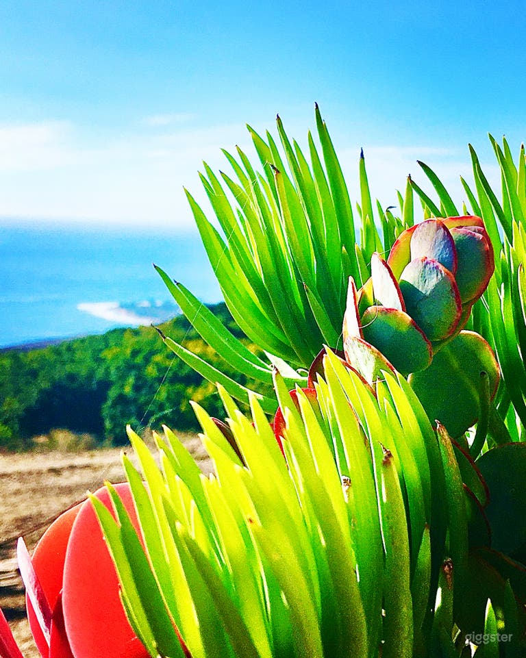  Some of many succulents gazing at the Pacific Ocean 