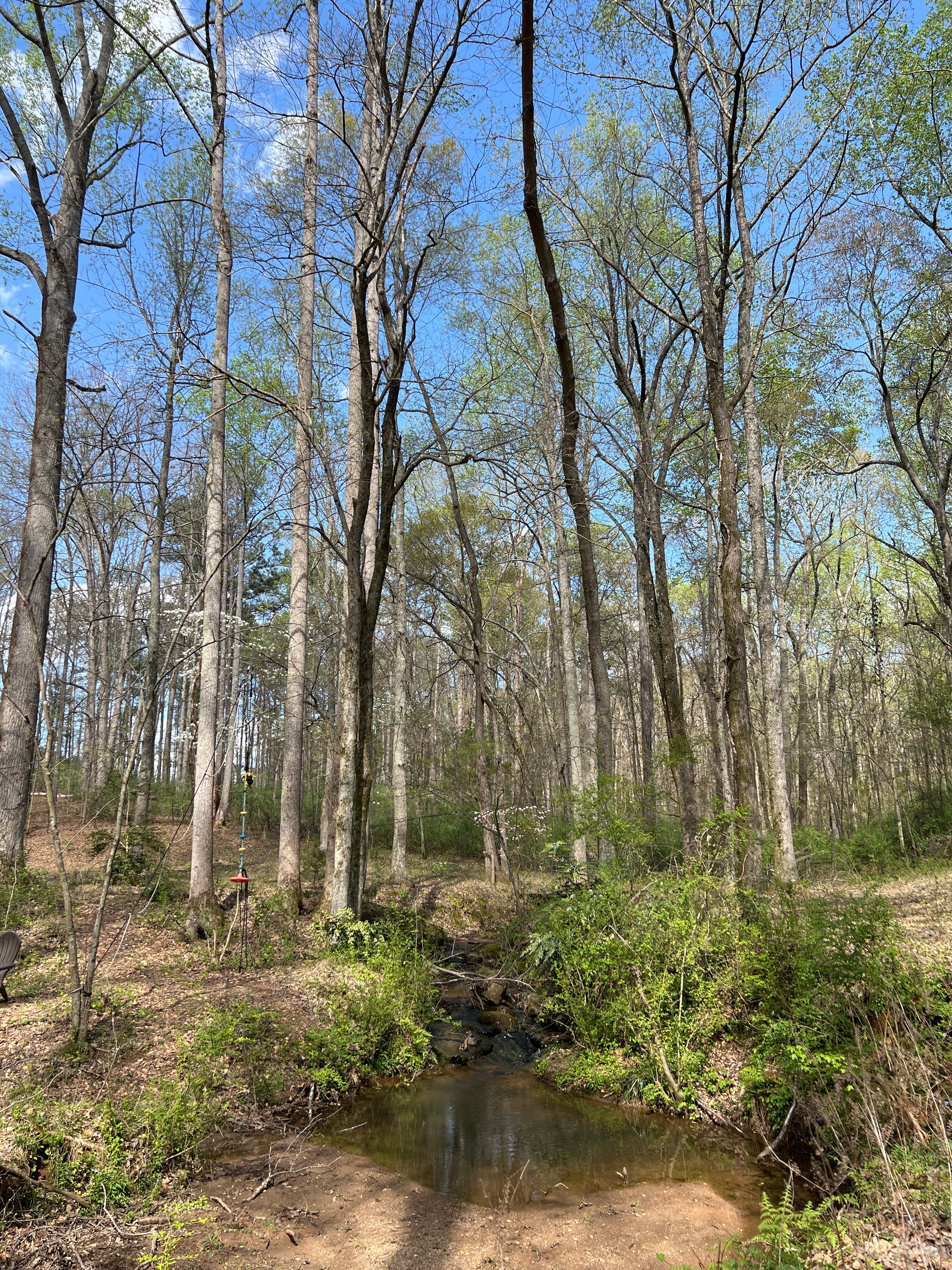 Palmetto horse farm/house/pool Photo 4