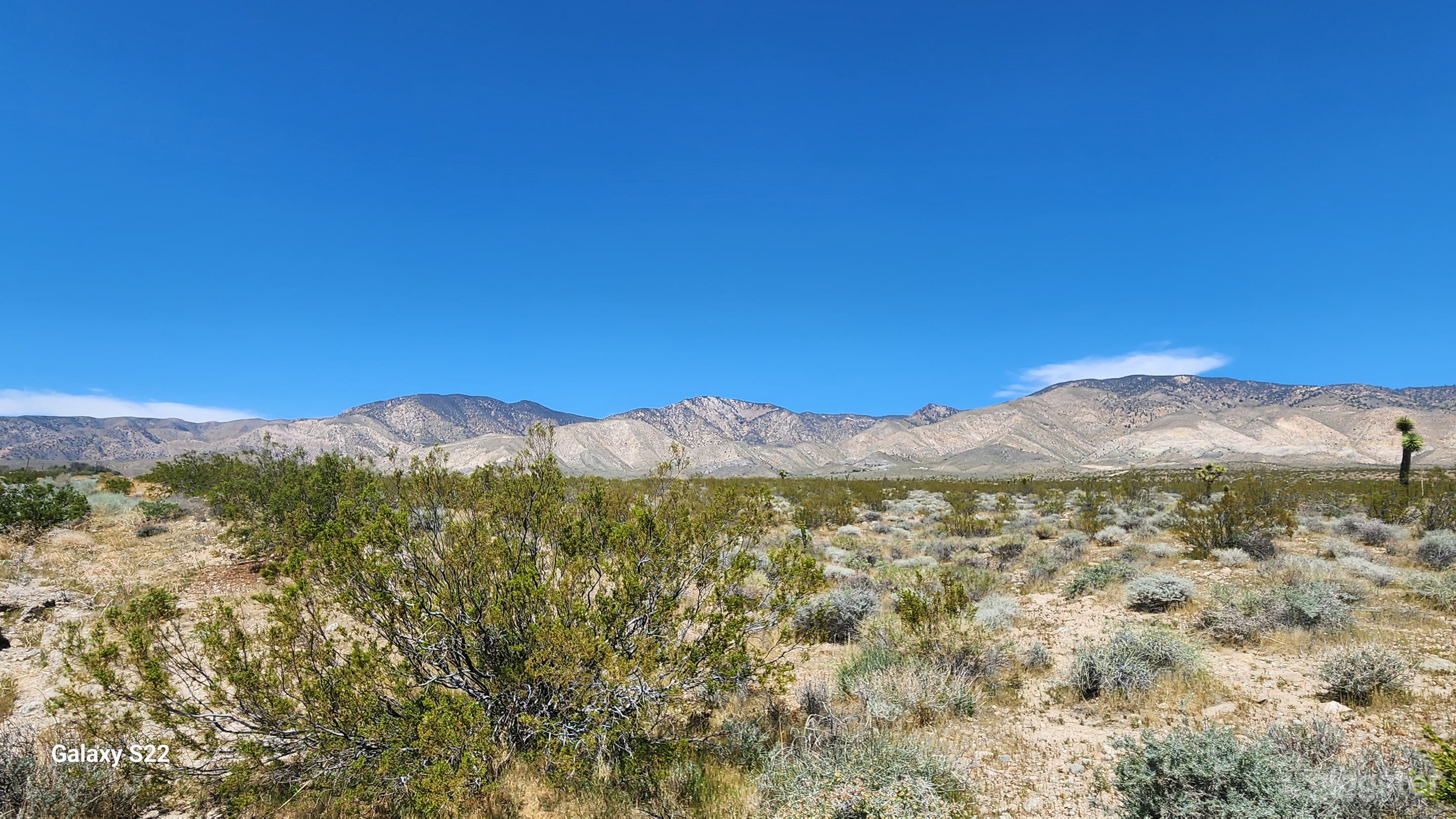 Desert Oasis in Mojave, CA Photo 2
