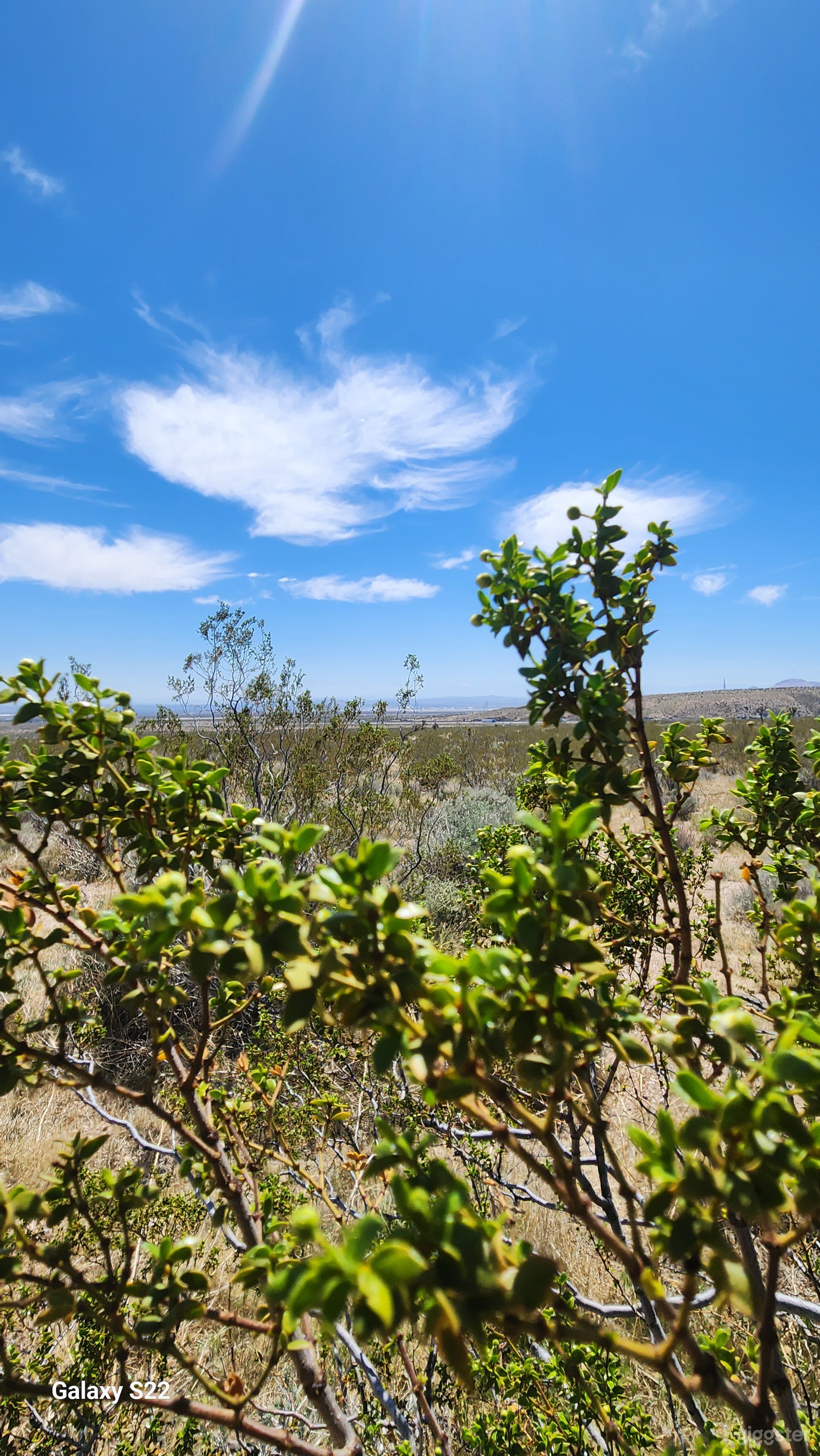 Desert Oasis in Mojave, CA Photo 4