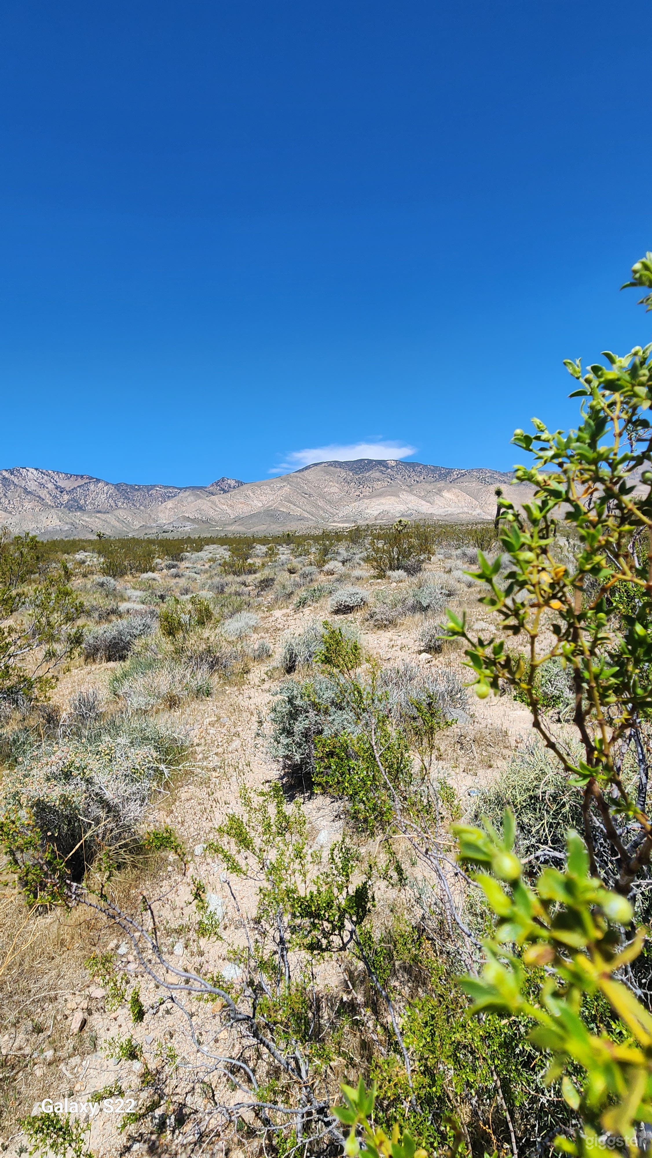 Desert Oasis in Mojave, CA Photo 3
