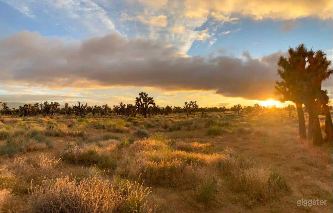 Joshua Tree Ranch Los Angeles Photo 4