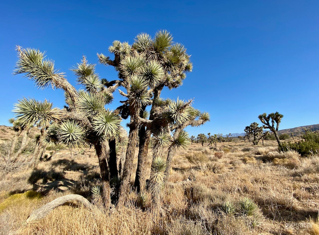 High Desert with Joshua Trees - 100 secluded acres Photo 1