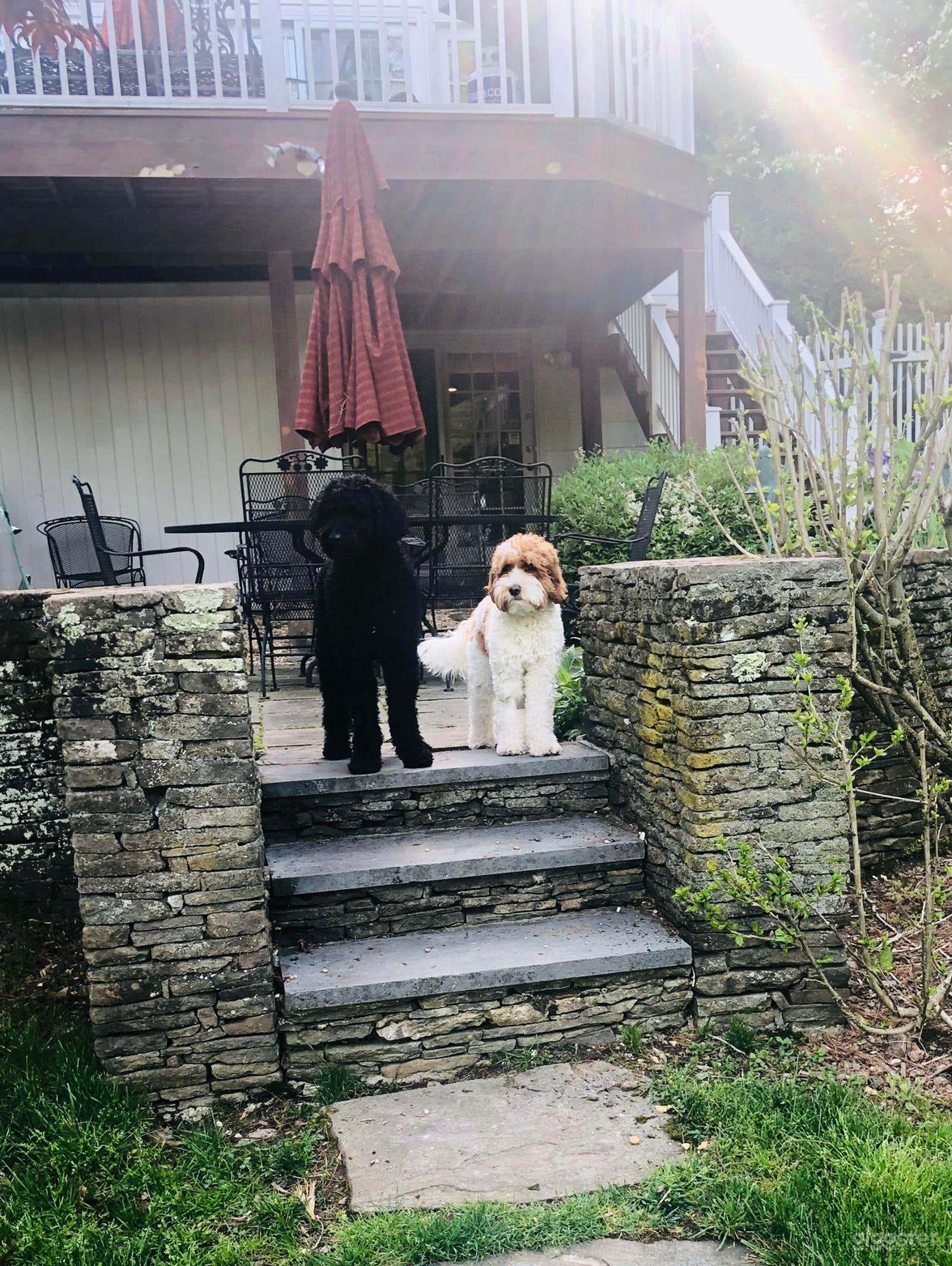 Elegant Colonial Backyard Oasis Photo 4