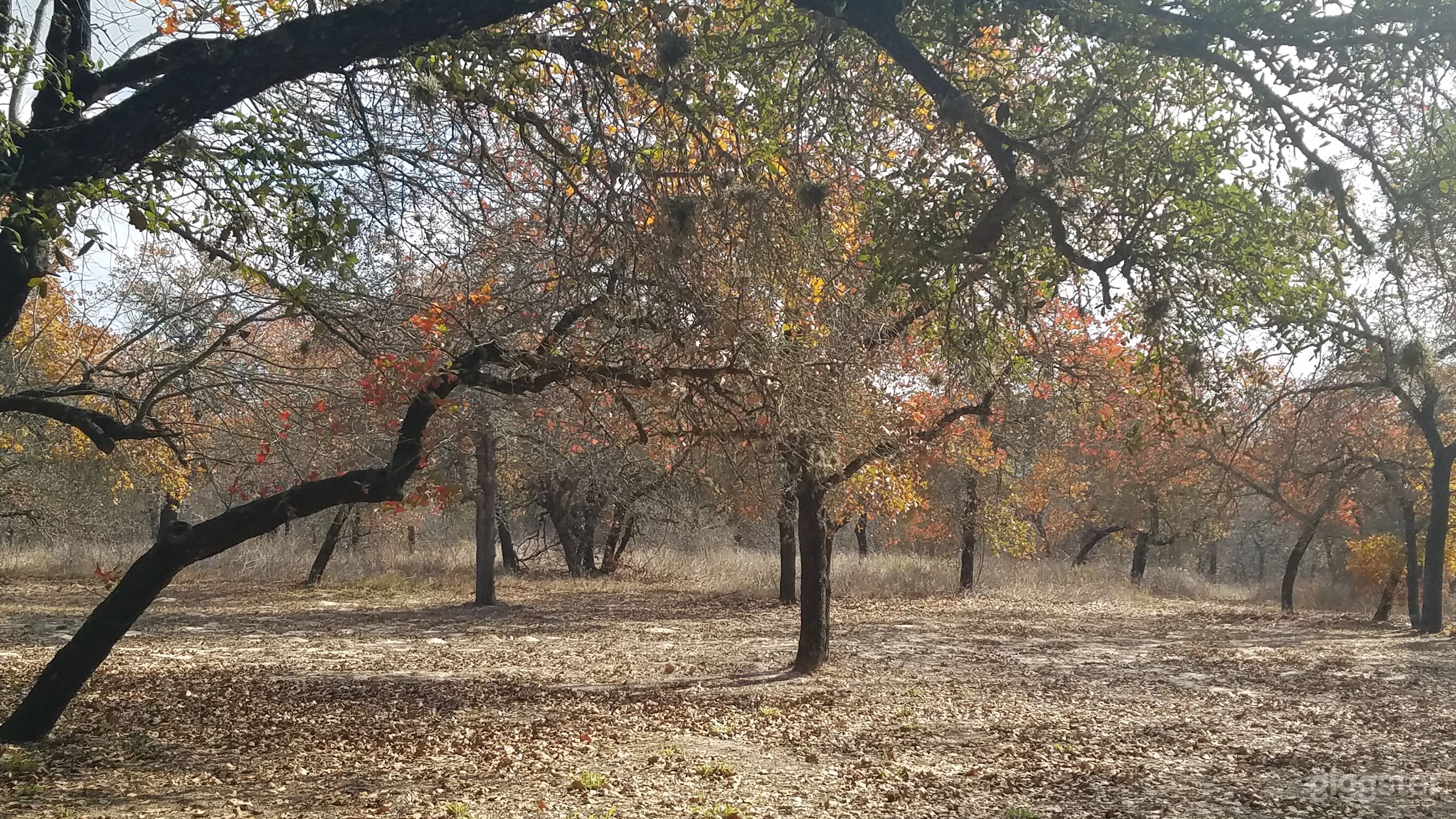Beautiful fall picture - lots of areas with beautiful trees.