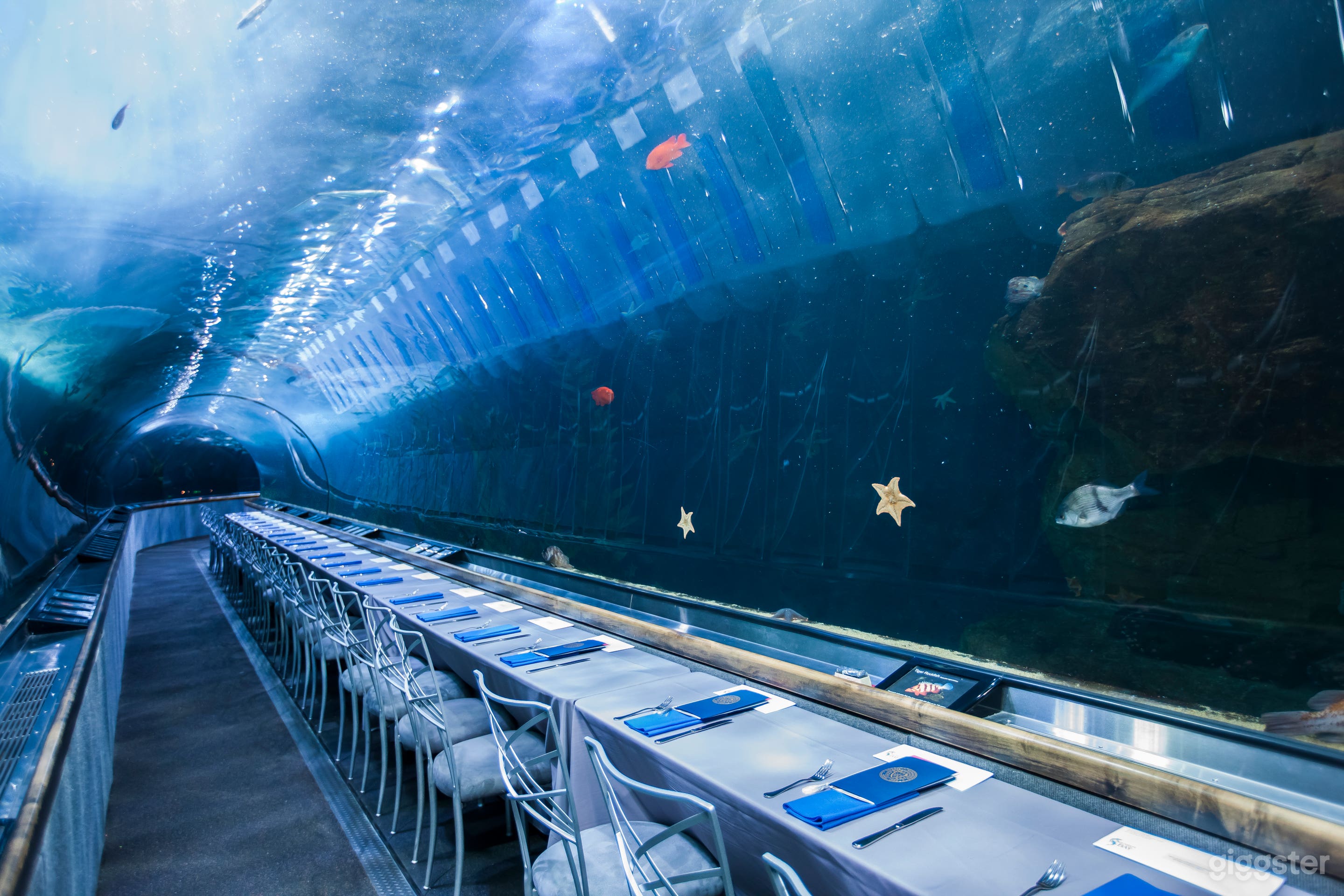 Full Aquarium Buyout Photo 2