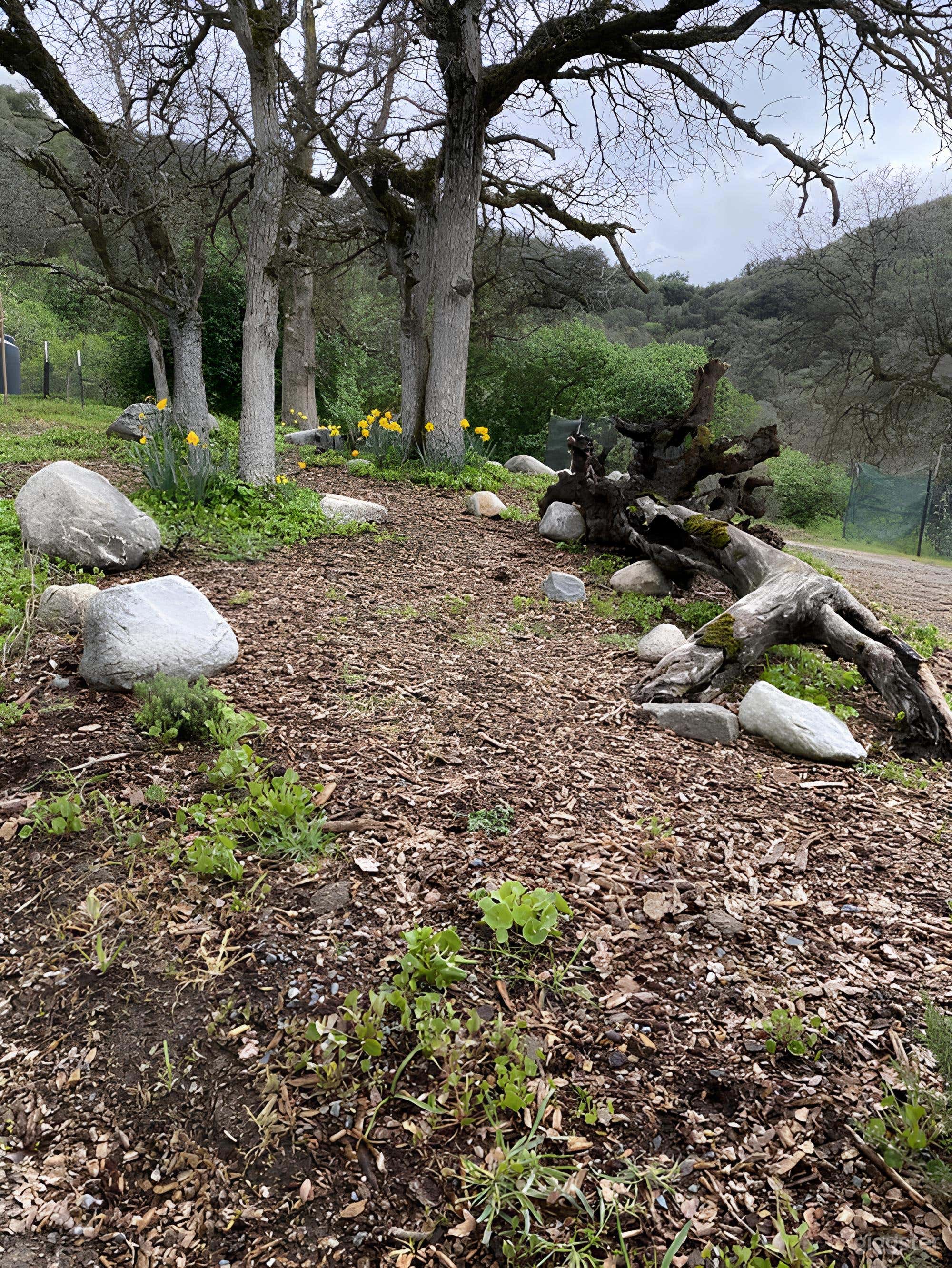 Stunning Outdoor Space on Private 28-Acre Property -Sequoias Photo 3