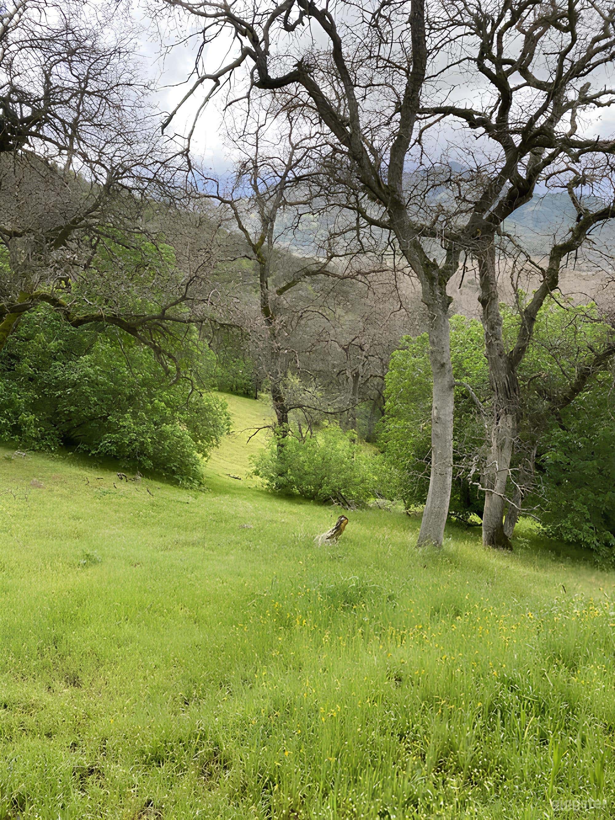 Stunning Outdoor Space on Private 28-Acre Property -Sequoias Photo 4