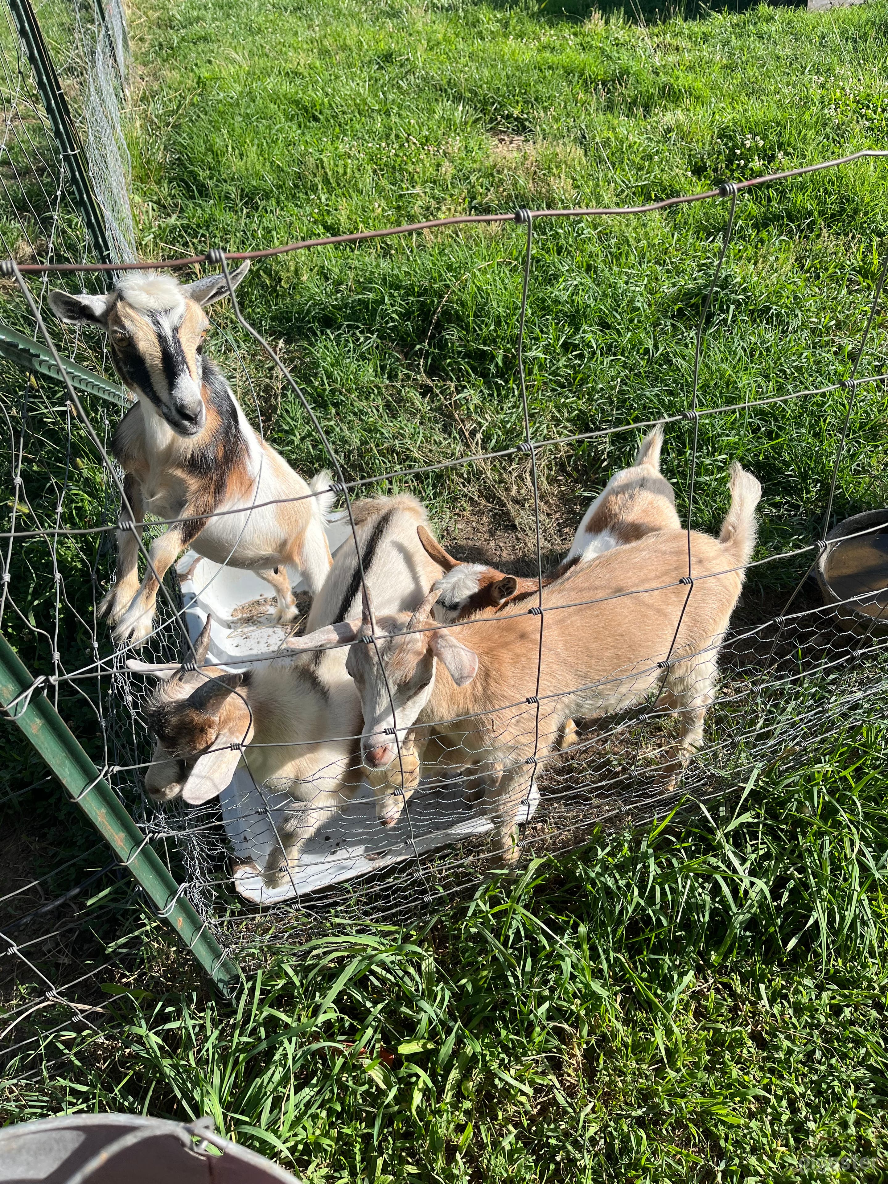 Authentic farm in the Ozarks Photo 2