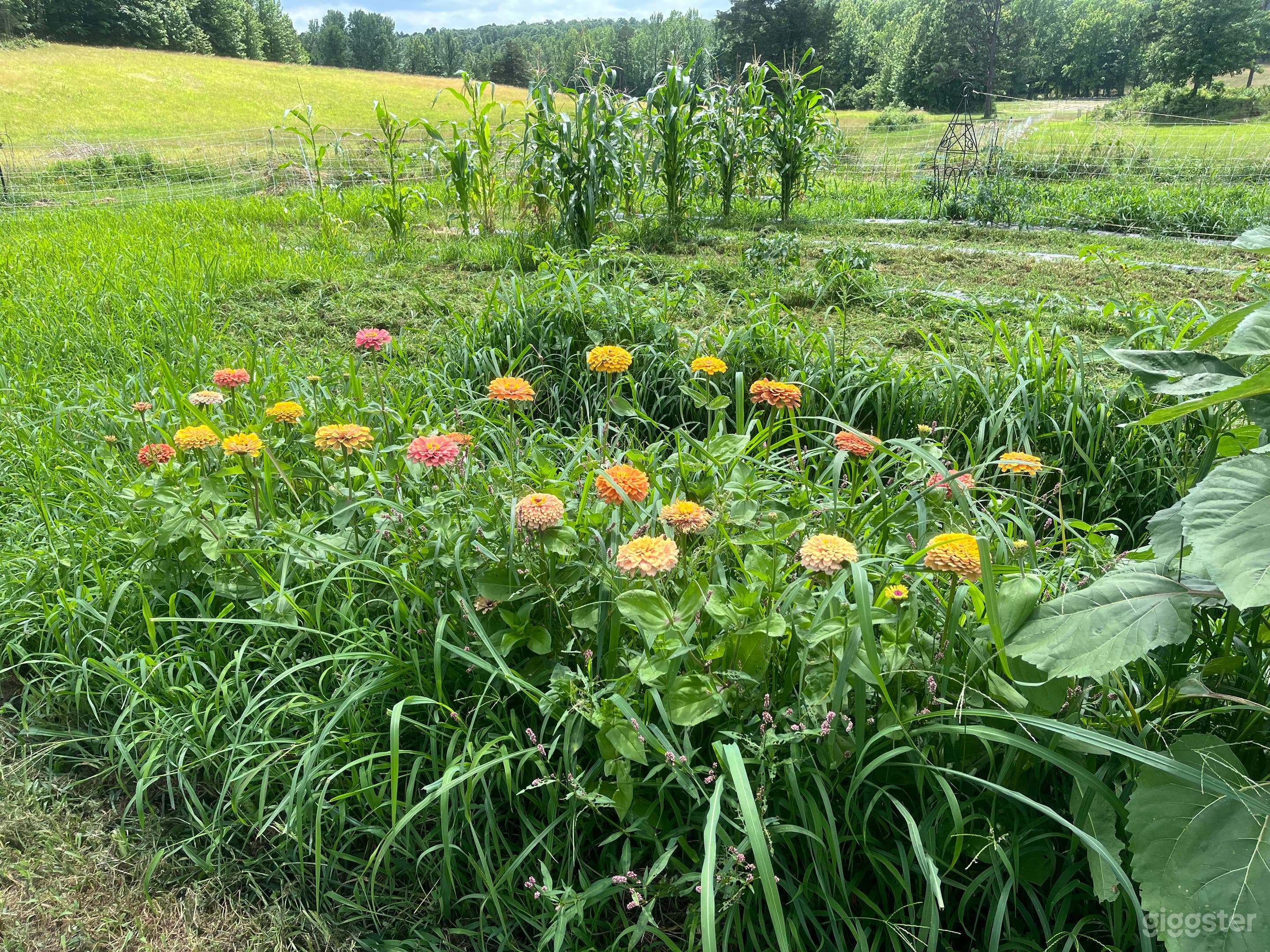 Authentic farm in the Ozarks Photo 4