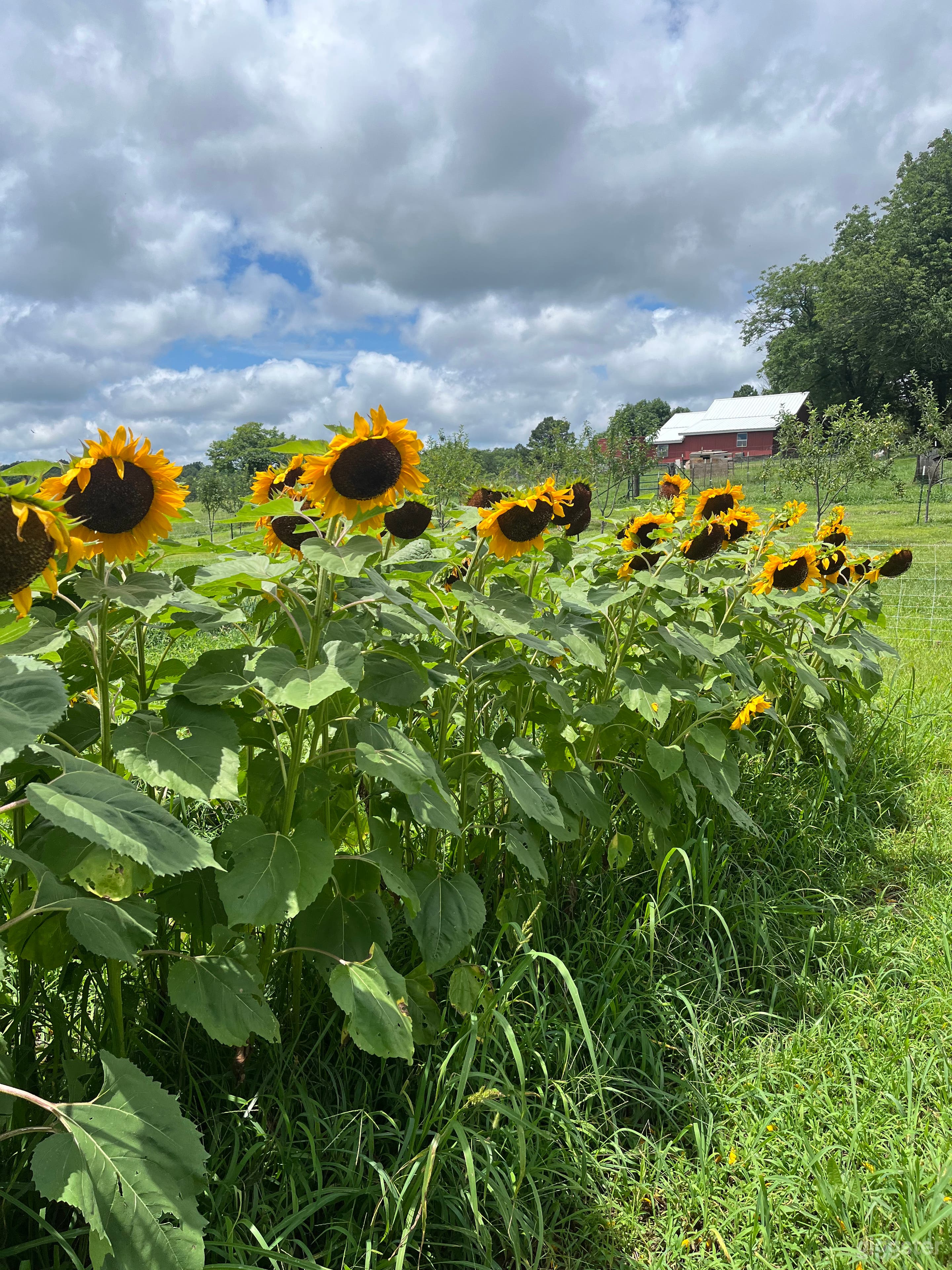 Authentic farm in the Ozarks Photo 3