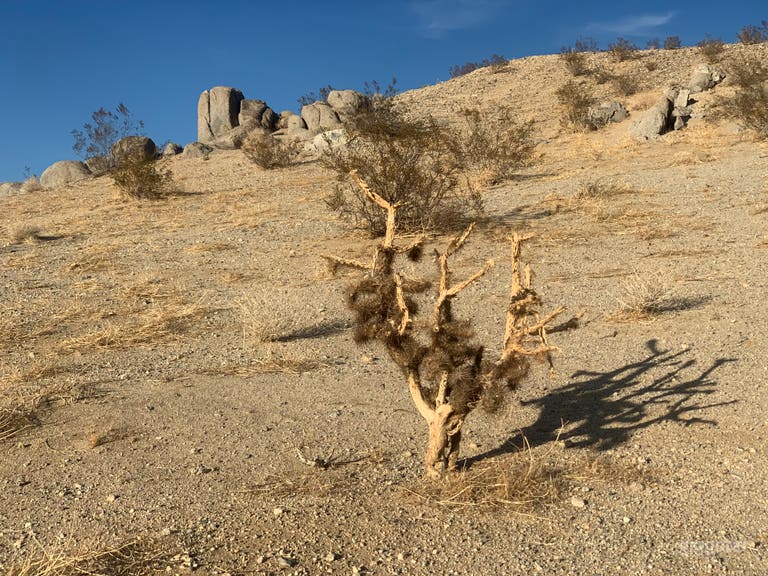  Desert trees🌵  