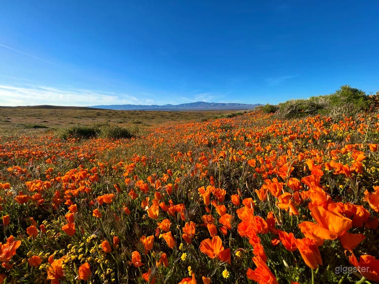  Desert Land in Hills and Trails of Poppy Reserve 