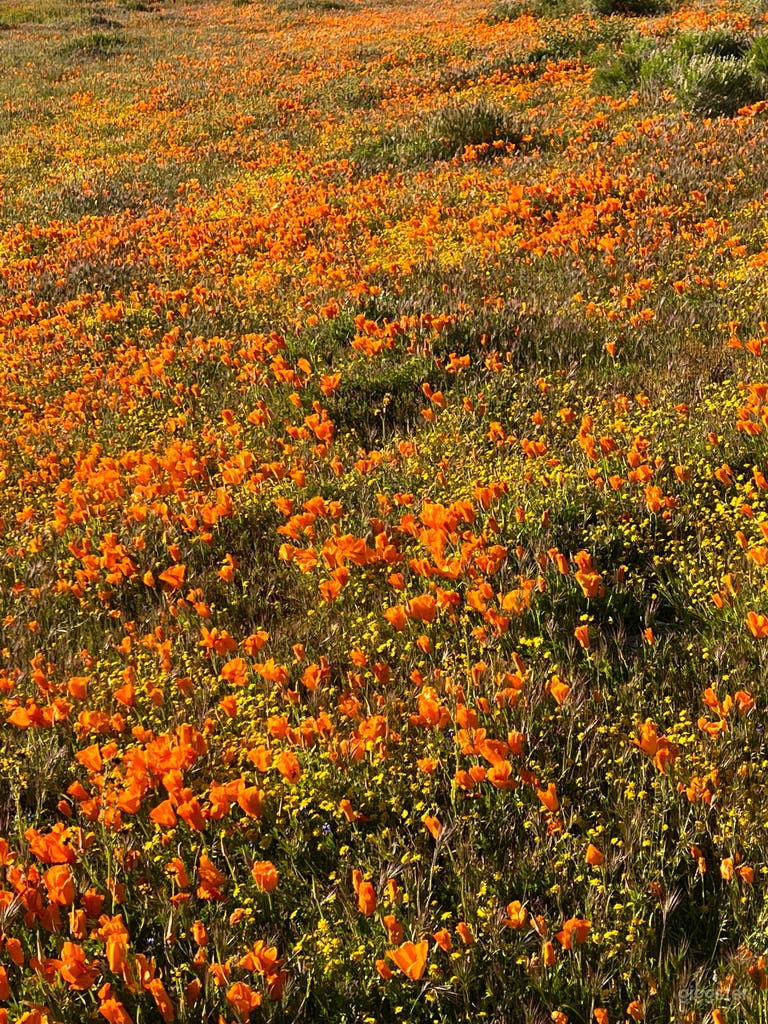  Desert Land in Hills and Trails of Poppy Reserve 