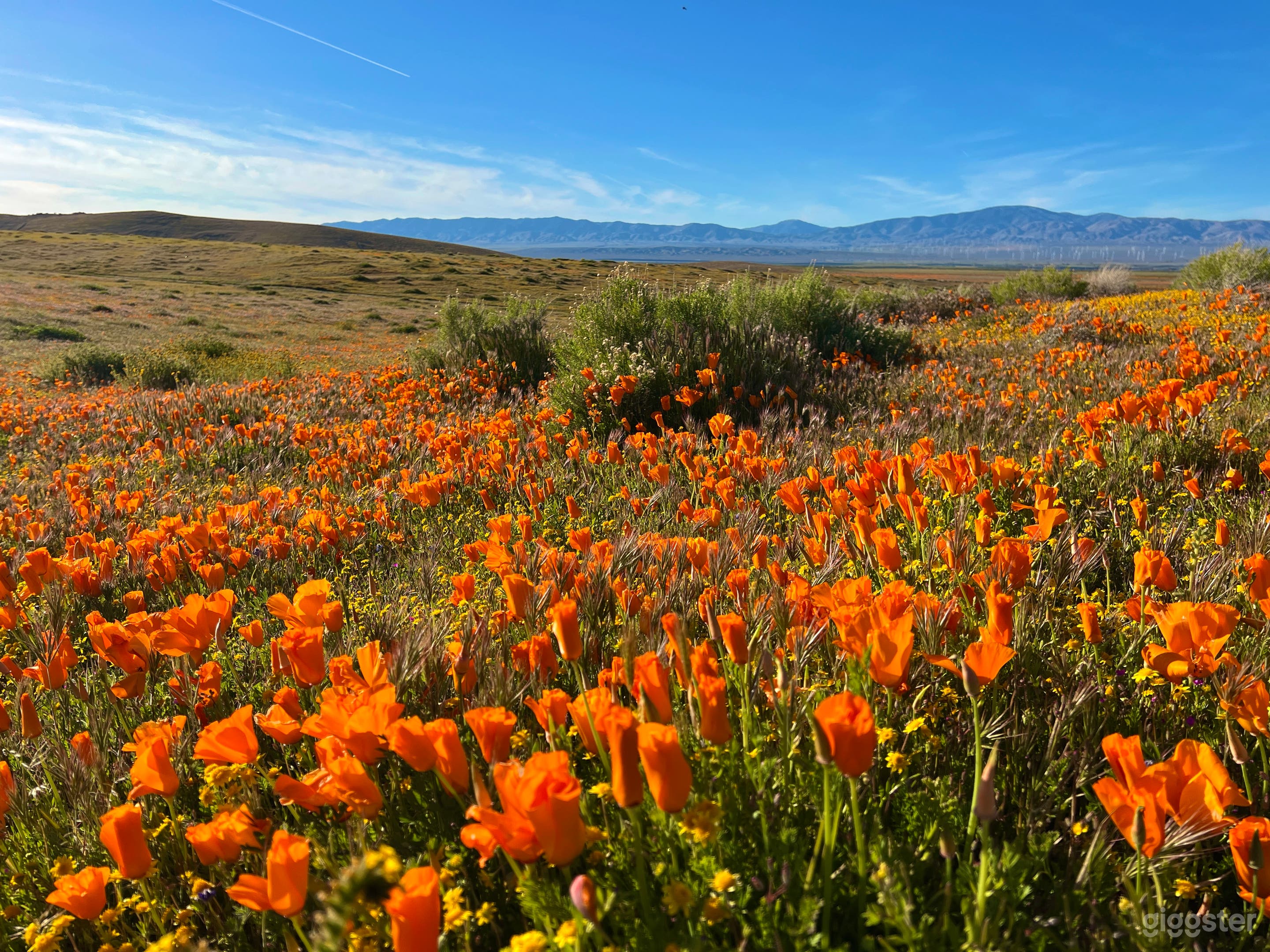 Desert Land in Hills and Trails of Poppy Reserve Photo 4
