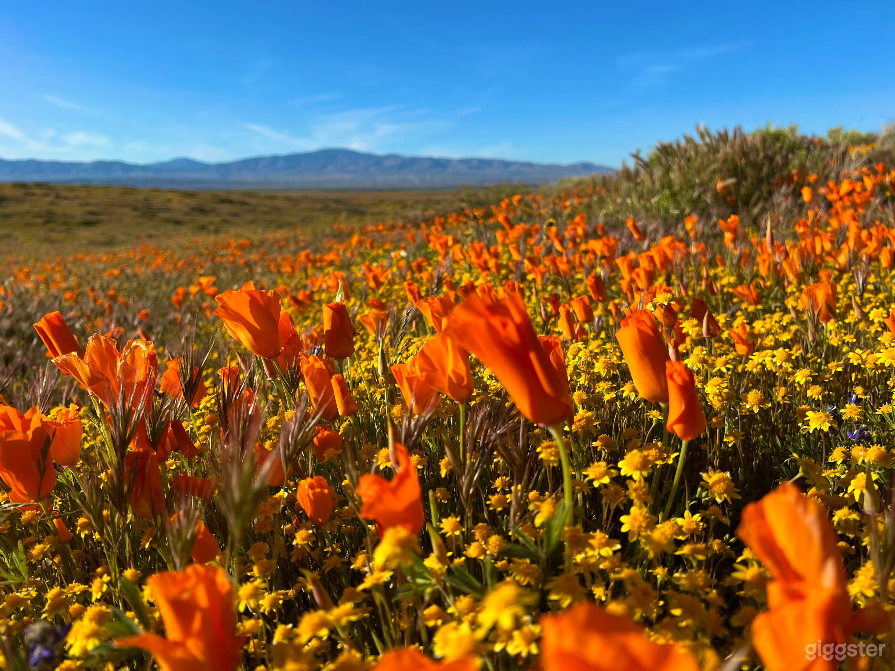 Desert Land in Hills and Trails of Poppy Reserve Photo 1