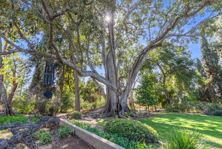  130 ft tall Ficus macrophylla 