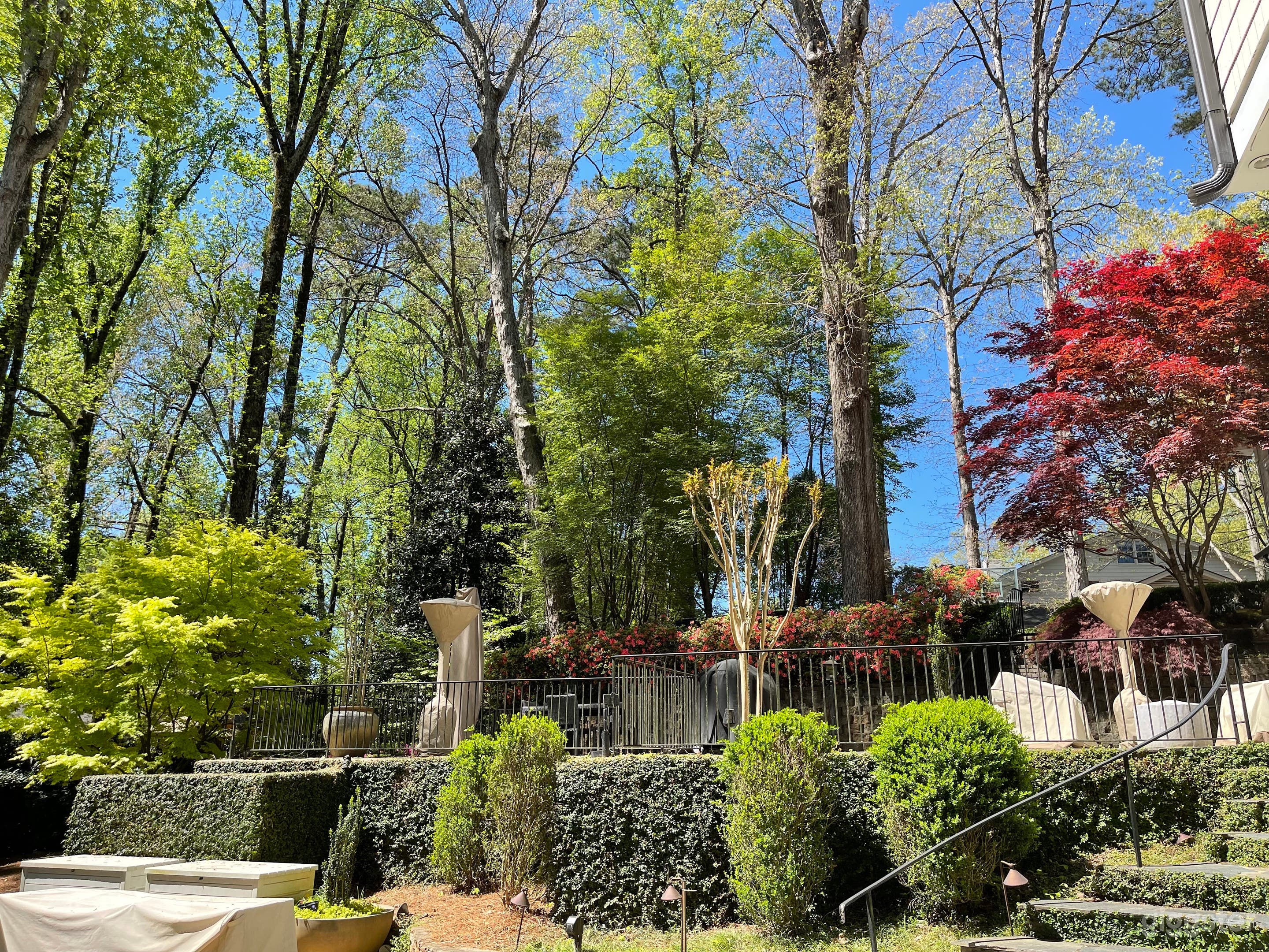 View from the pool area up to the patio. Plants include several gorgeous Japanese maples and twice yearly blooming azaleas.