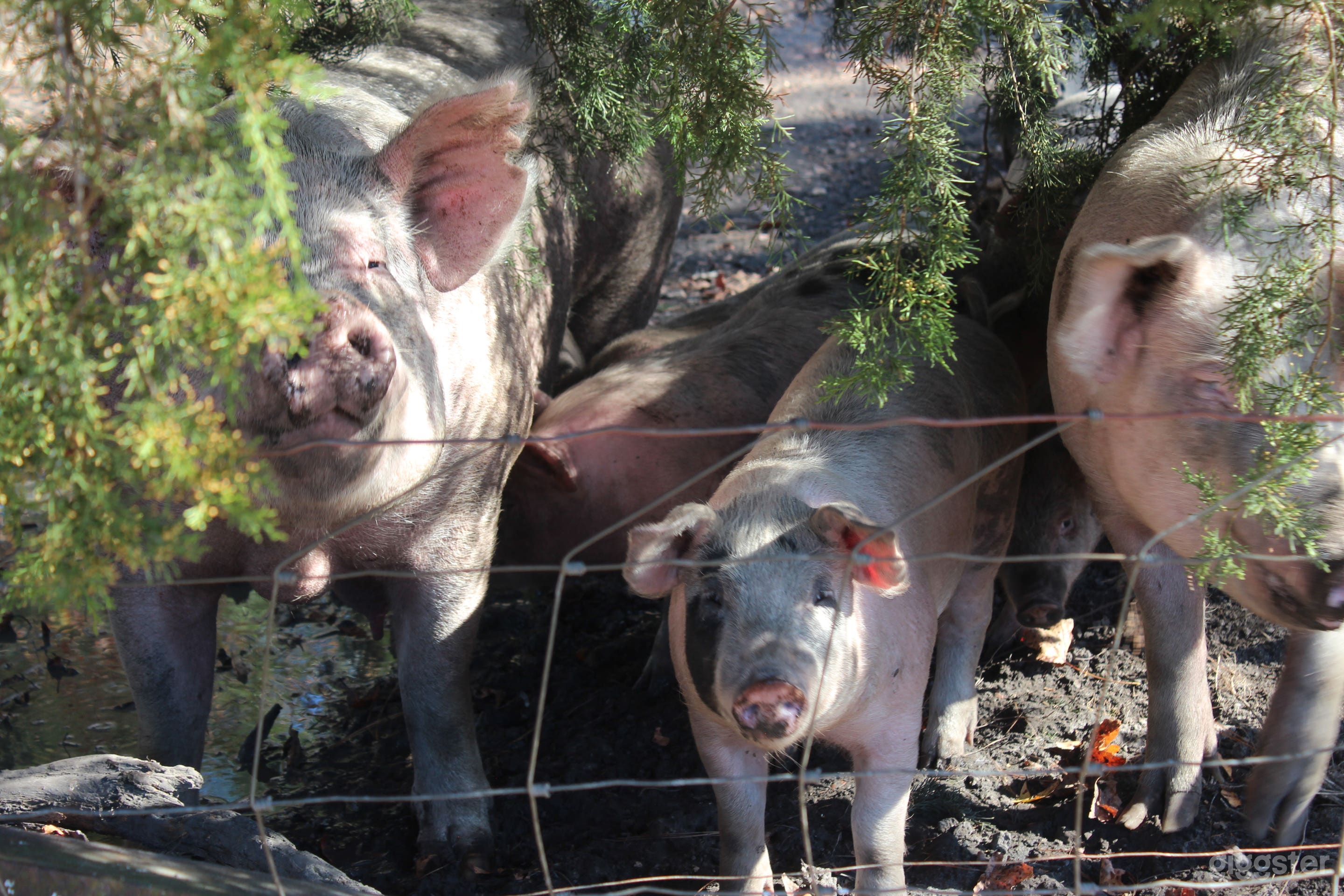 Acres of Land for you to film (OUTDOORS ONLY) Photo 2