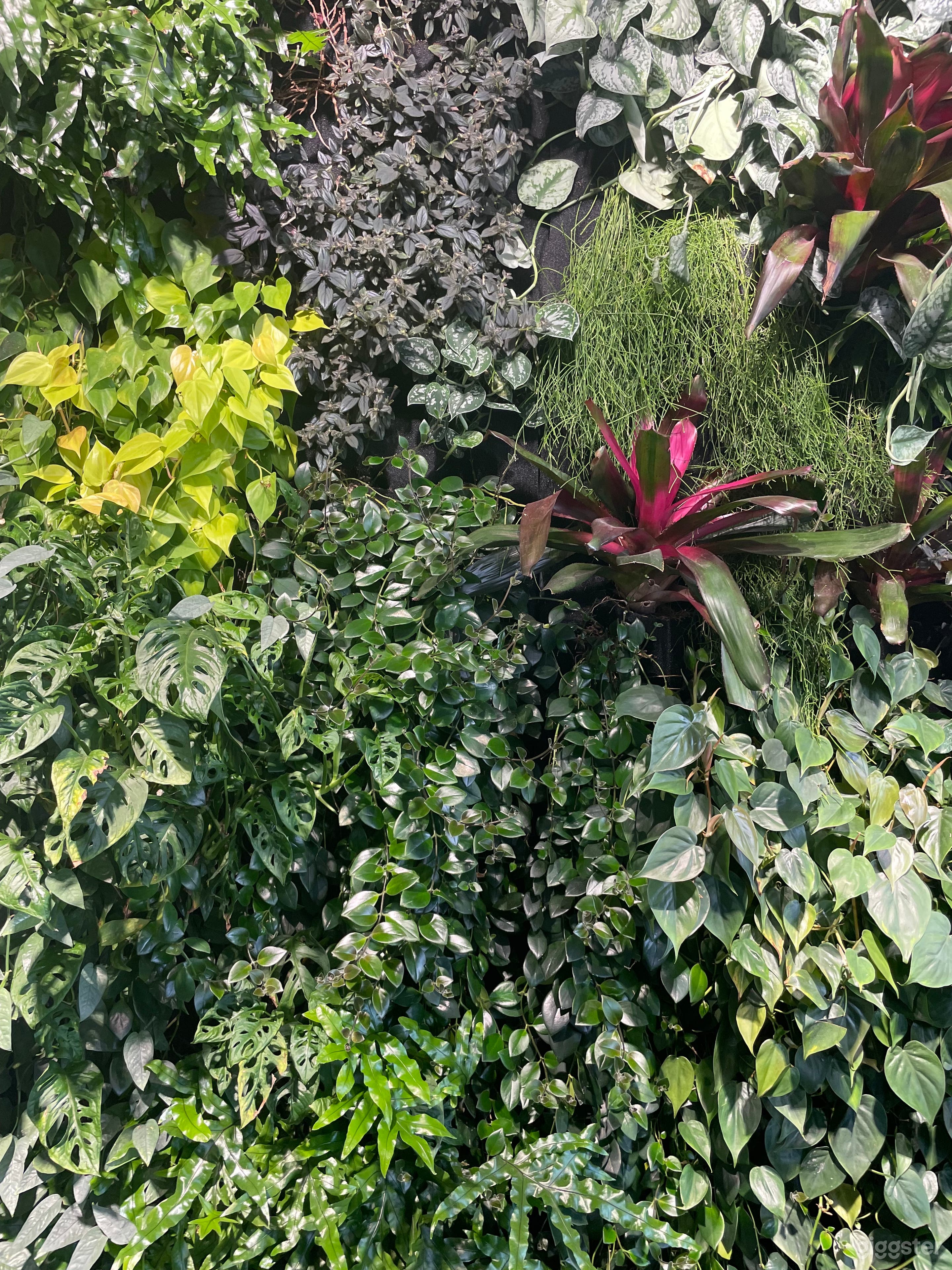 Studio Featuring a 9ft Tall Living Plant Wall  Photo 4