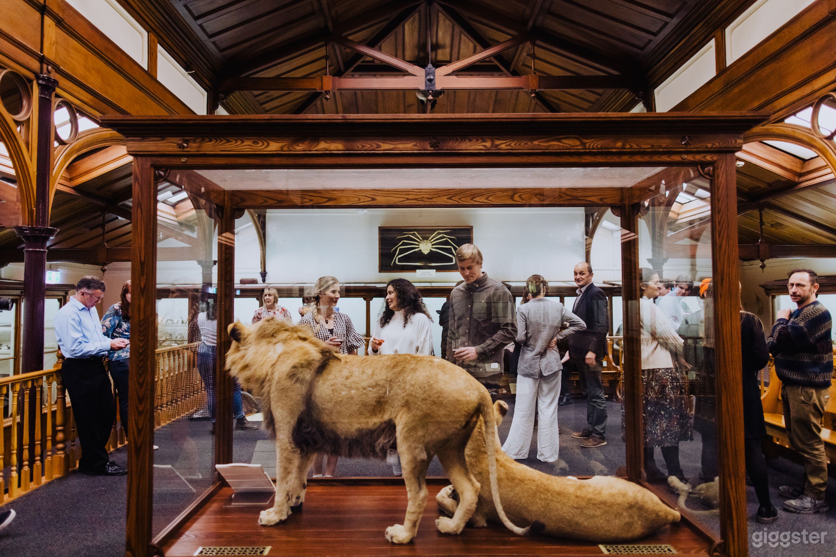 Animal Attic Museum Photo 4