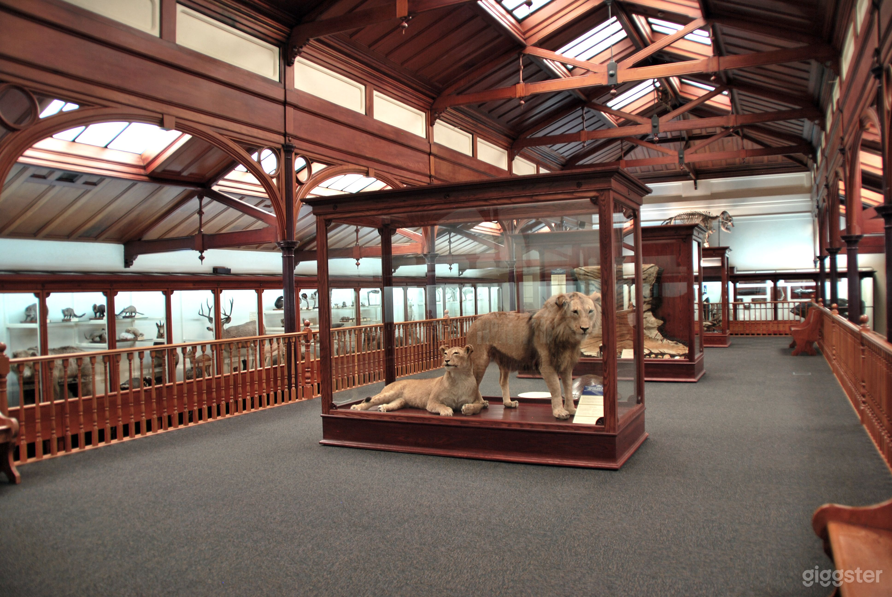 Animal Attic Museum Photo 3