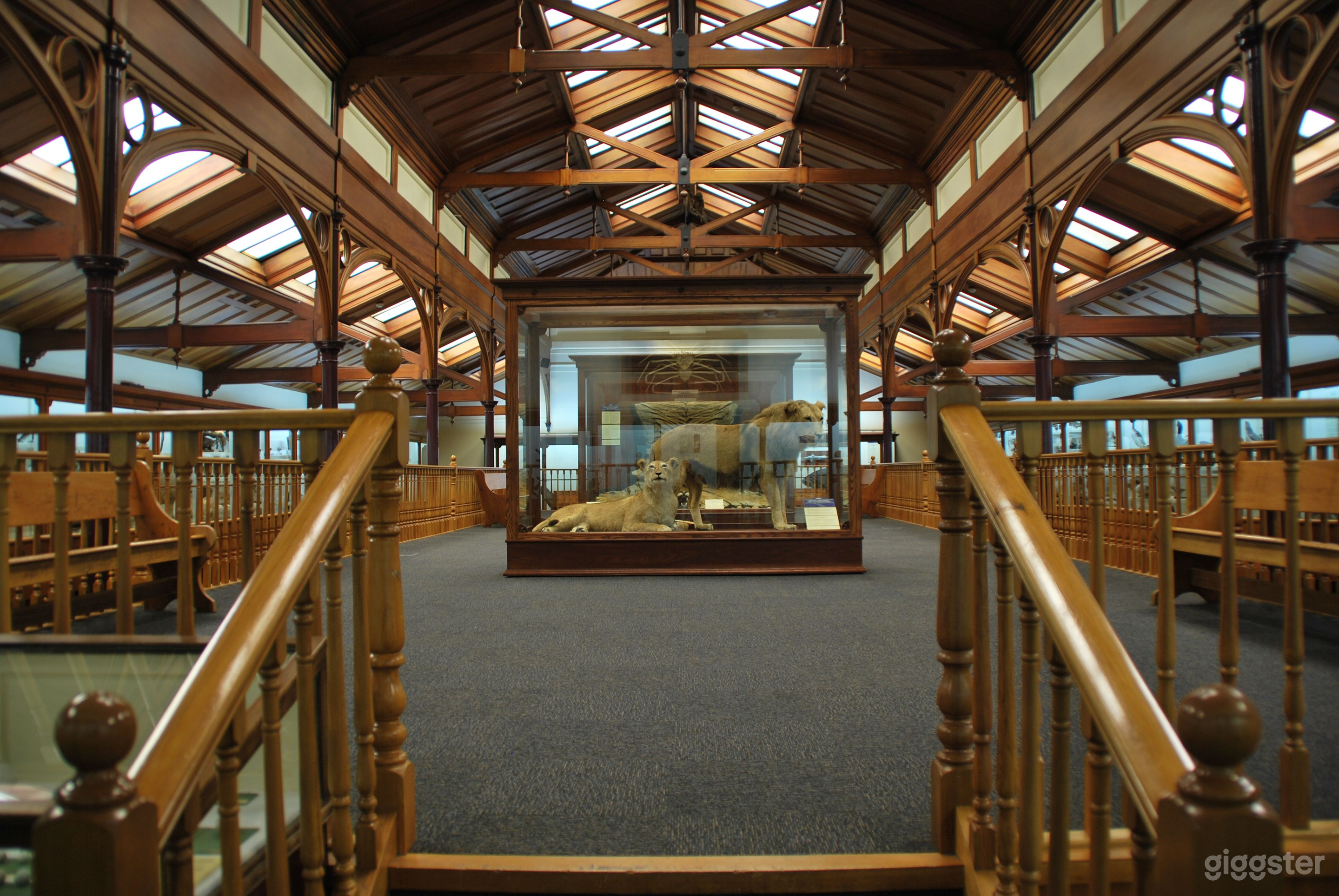 Animal Attic Museum Photo 1