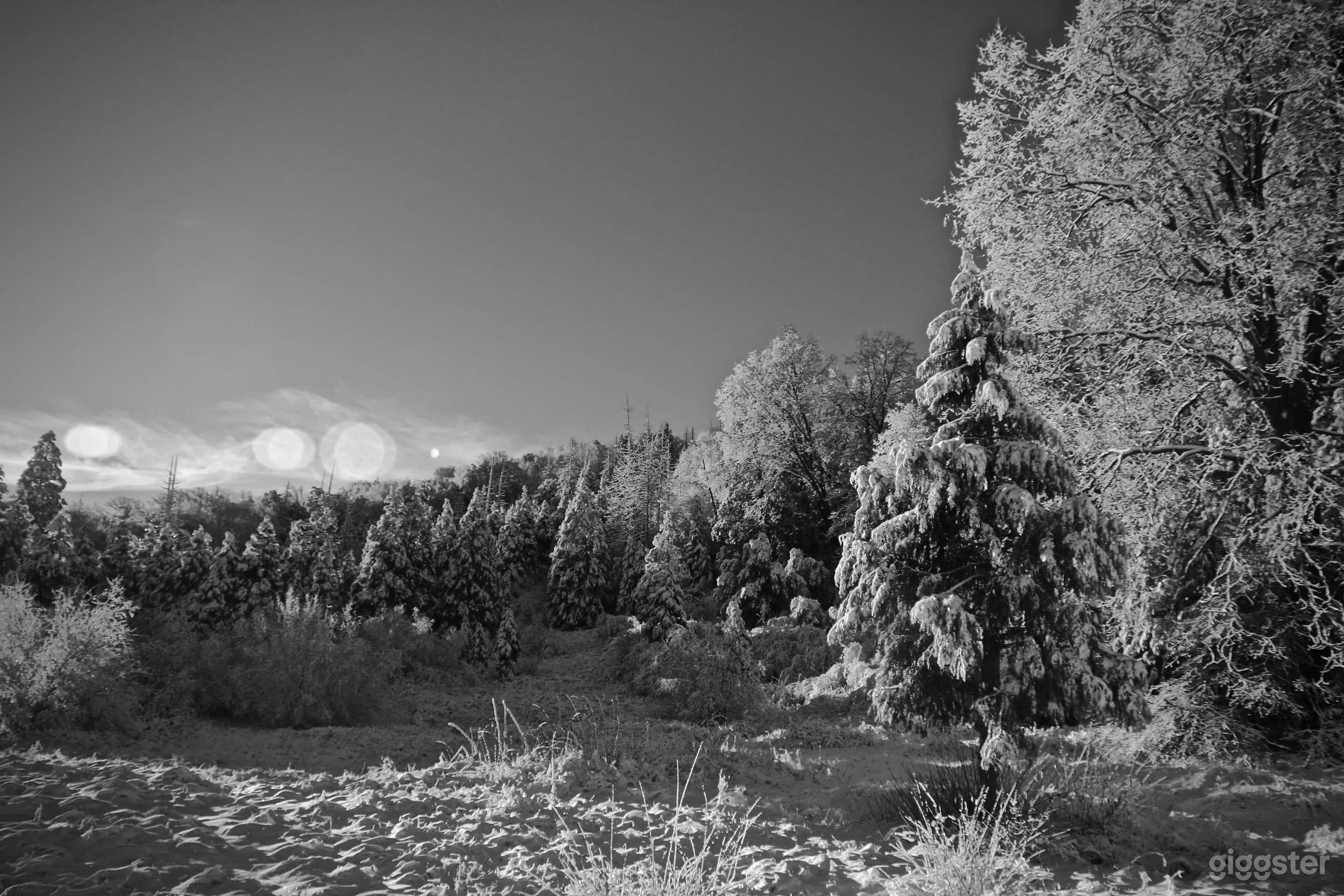 Picturesque snow scene
 