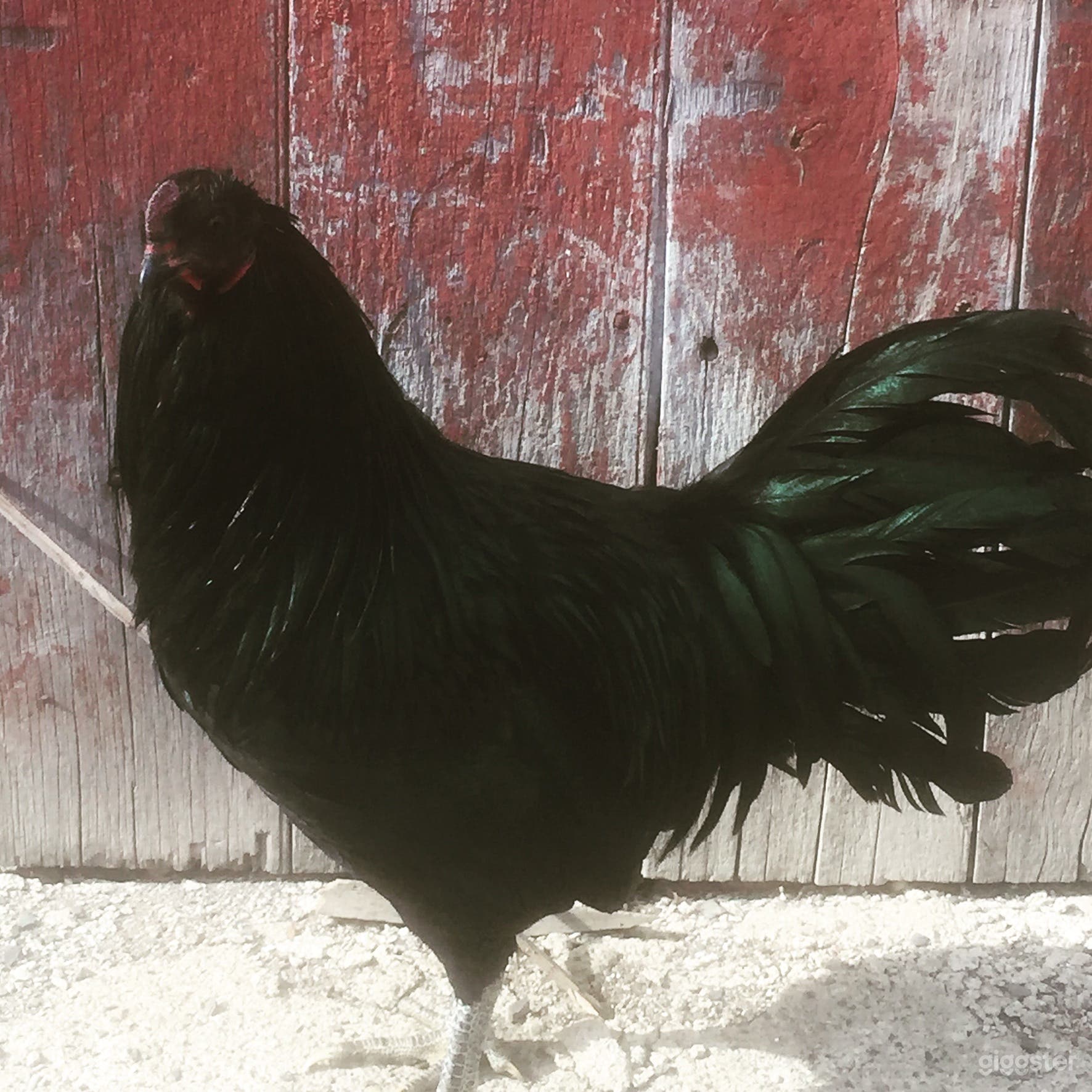 resident of the barn