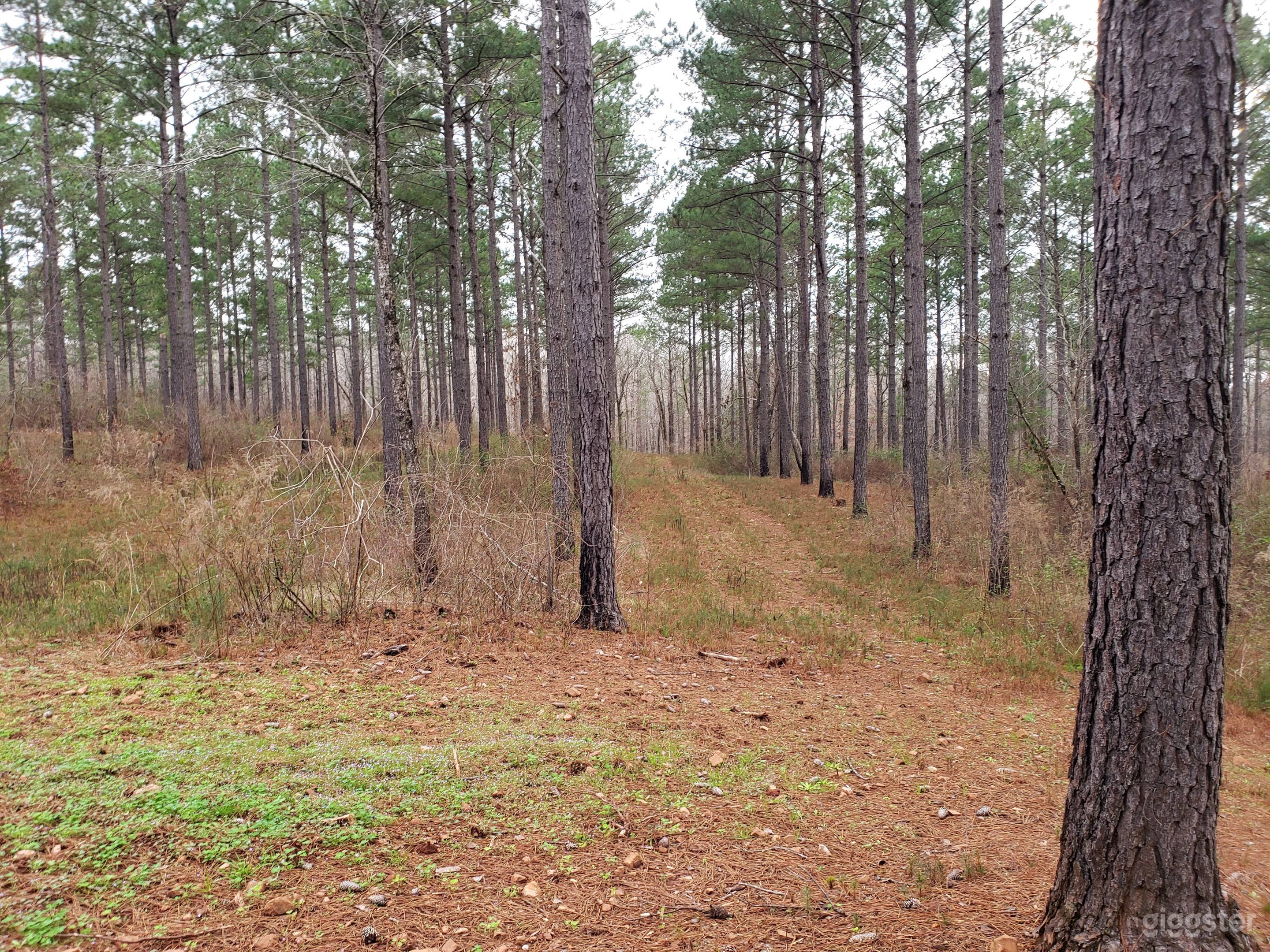 Woodland and wilderness.