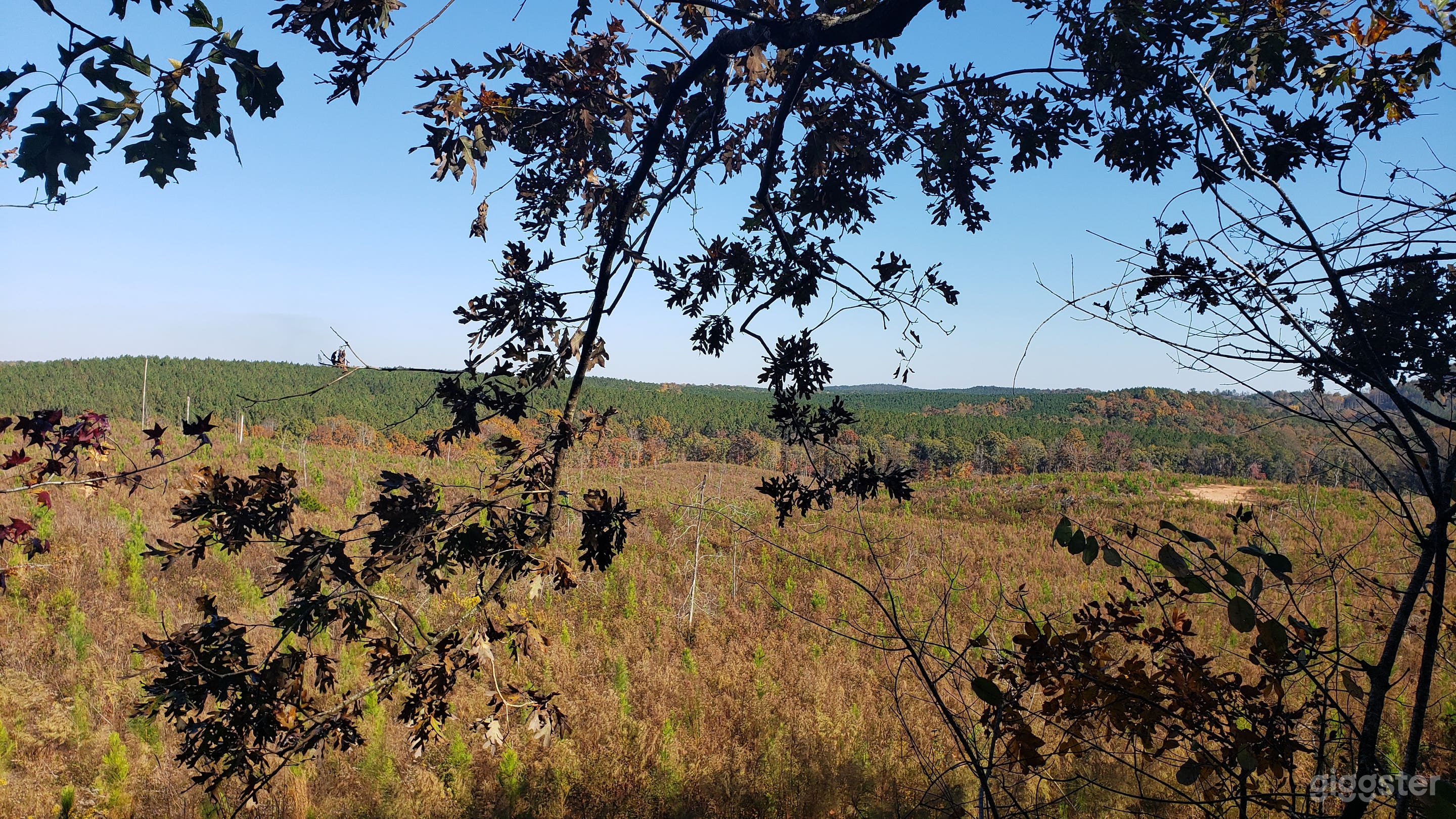 Huge 50 acres land in Georgia forest.  Photo 1