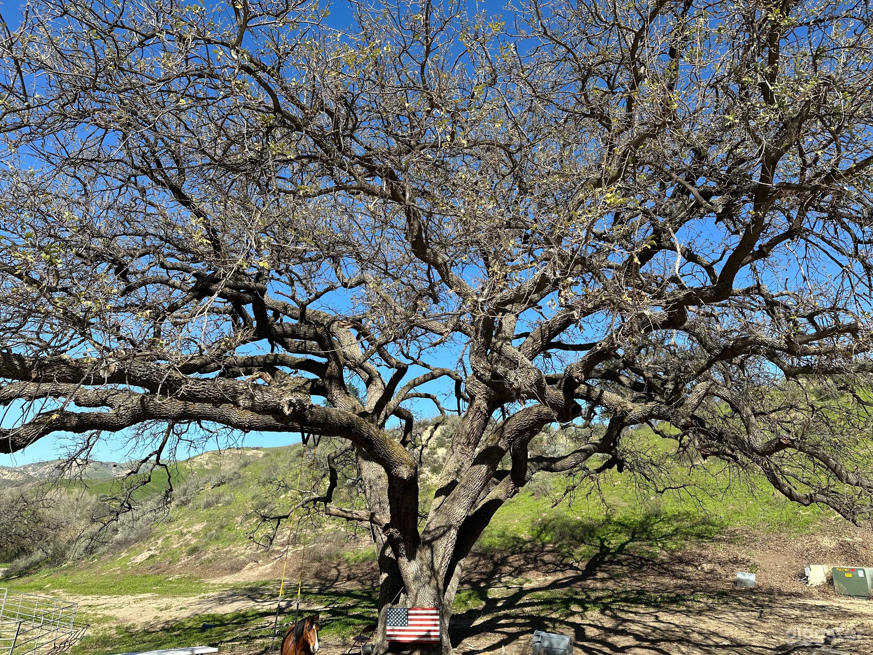 Ancient Oak Jan no leaves 
