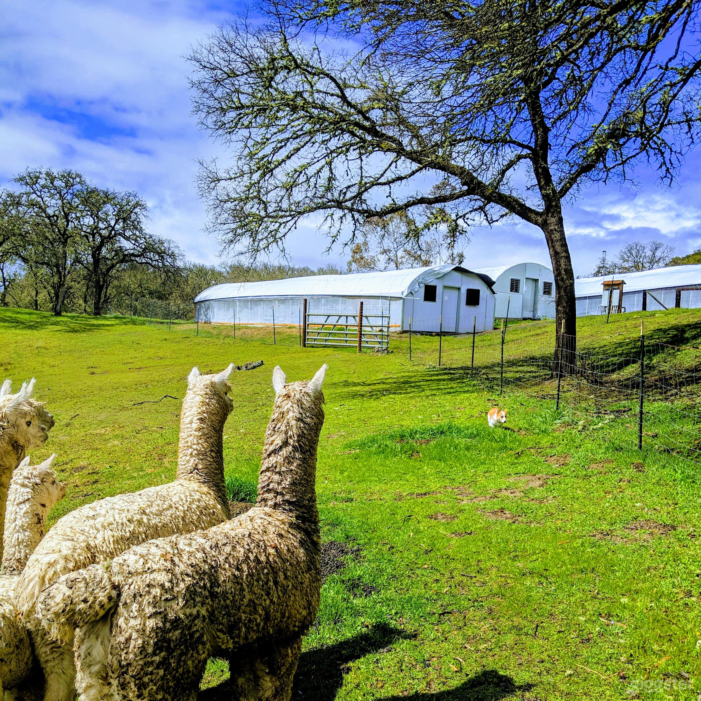 150 Acre Ranch + small lake and friendly Alpacas! Photo 3