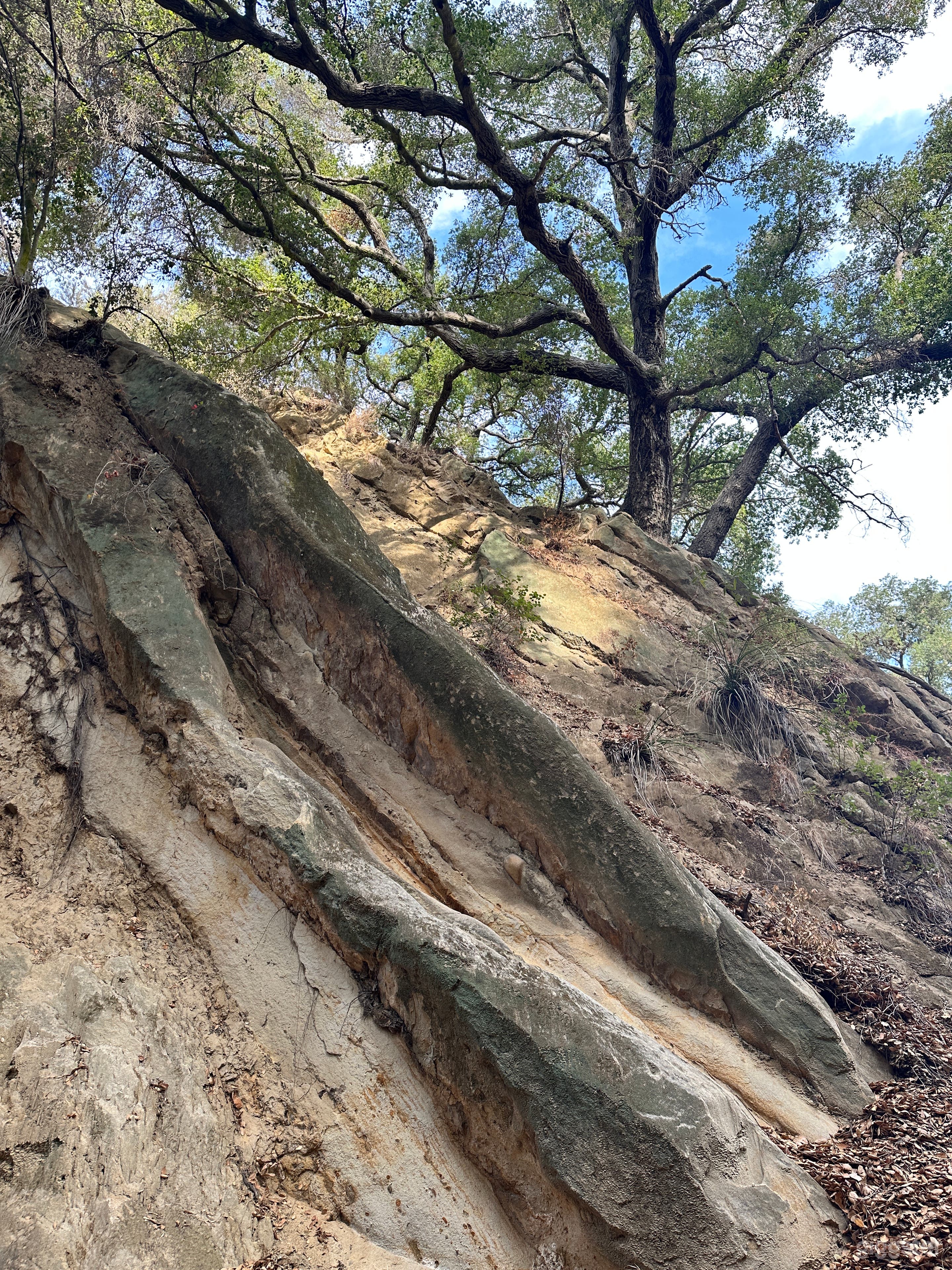 Malibu Creek Orchard retreat Photo 4