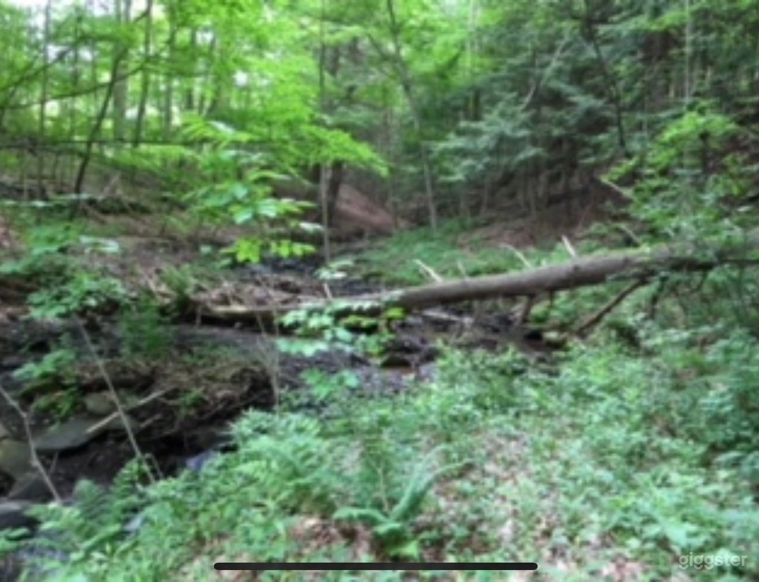 Fallen trees within the forest. Natural decomposition in play