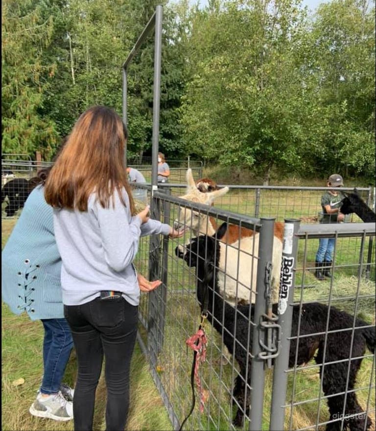  Beautiful Alpaca Farm And Camping Site In Yelm -1 