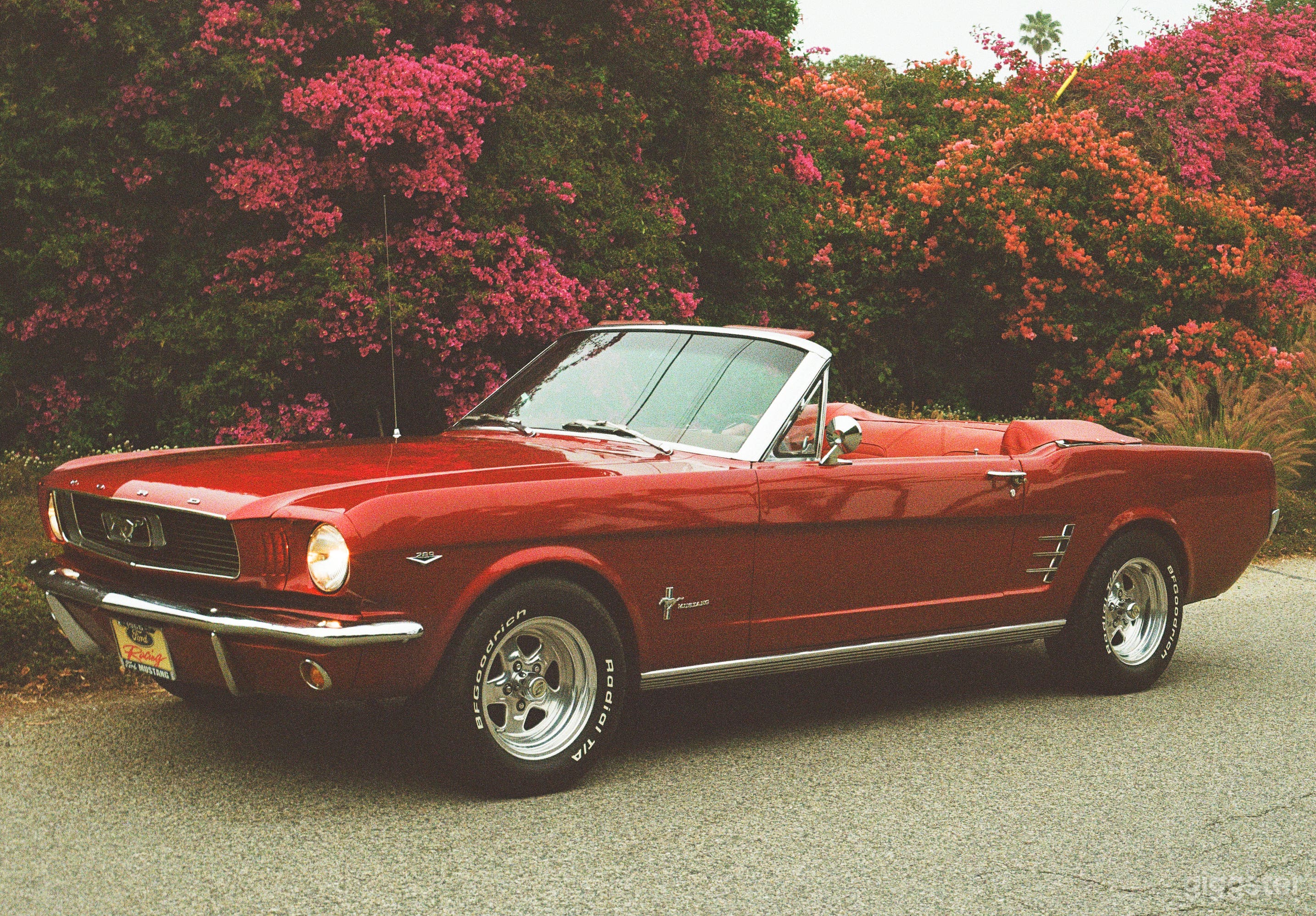 1966 Ruby Red Convertible Mustang Photo 2