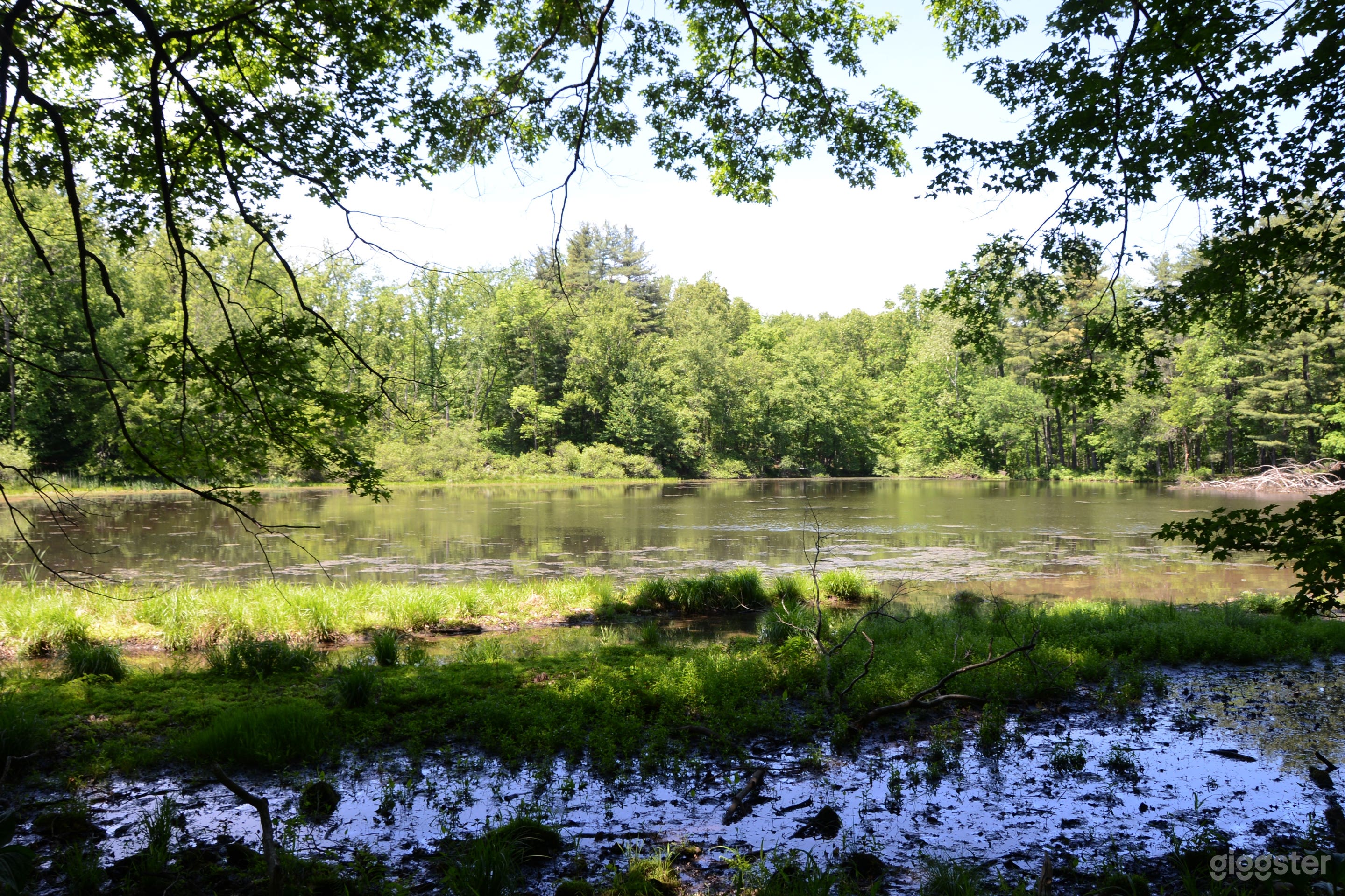 Private Lake and Wooded Property Photo 4
