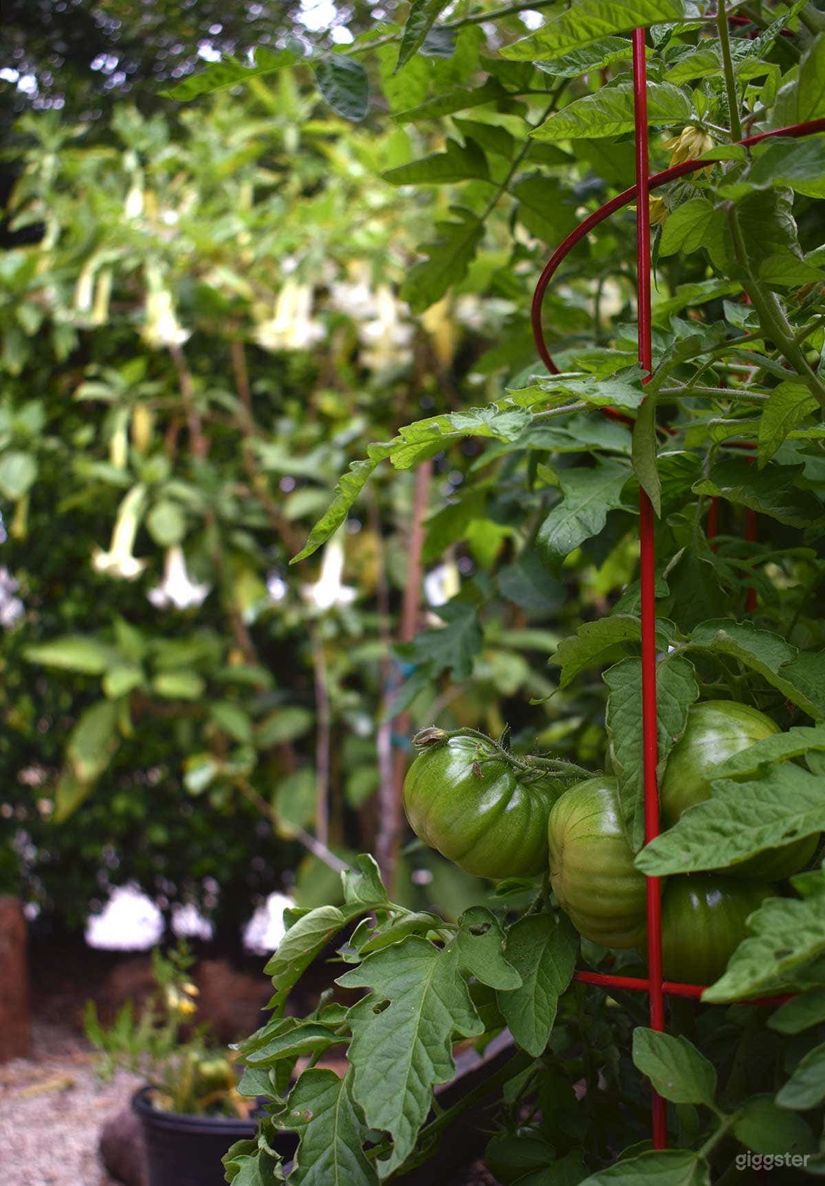 The front yard includes two lush vegetable beds. Depending on the season, you're likely to find strawberries, cucumbers, eggplant, tomatoes and more.