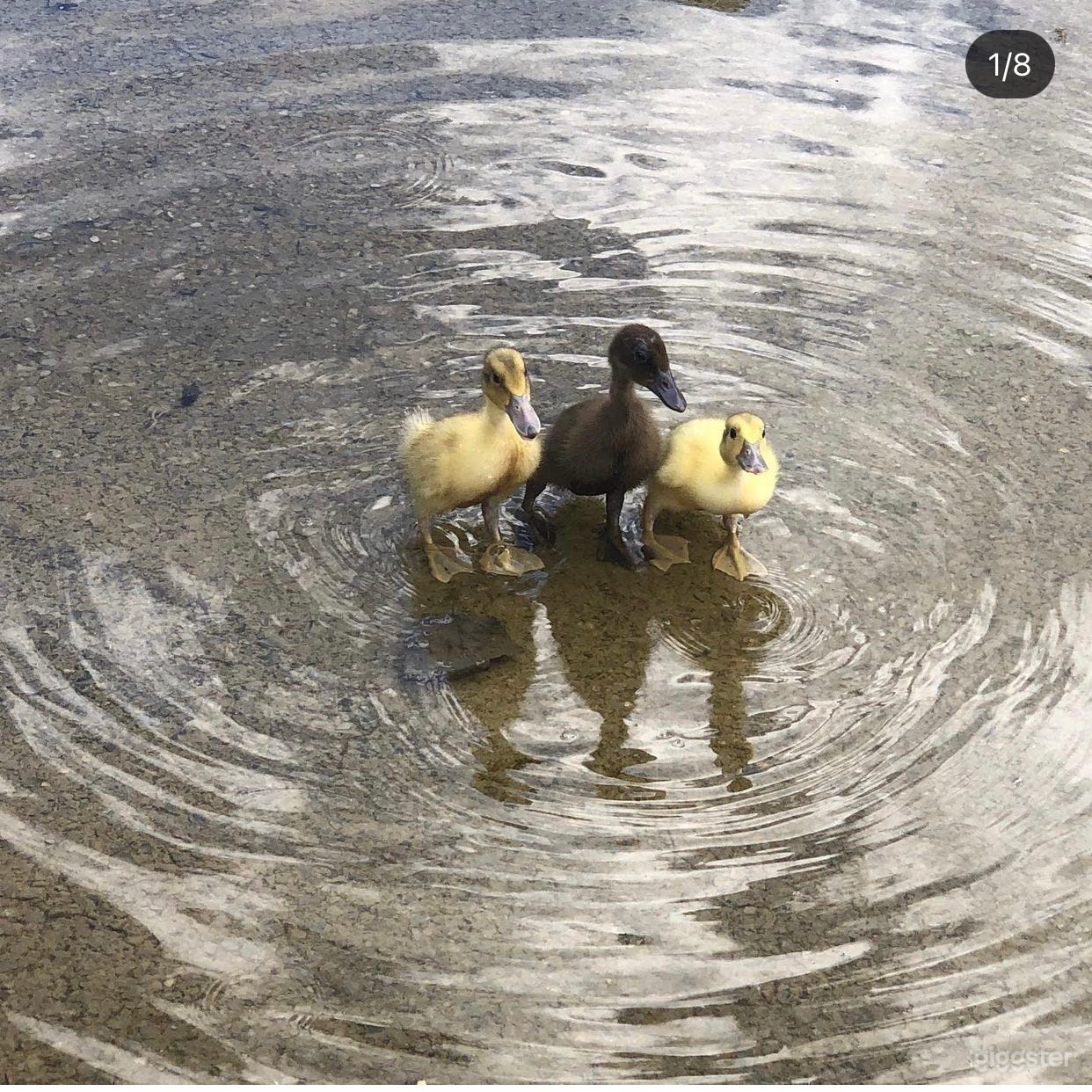 Homestead Hideaway Photo 4